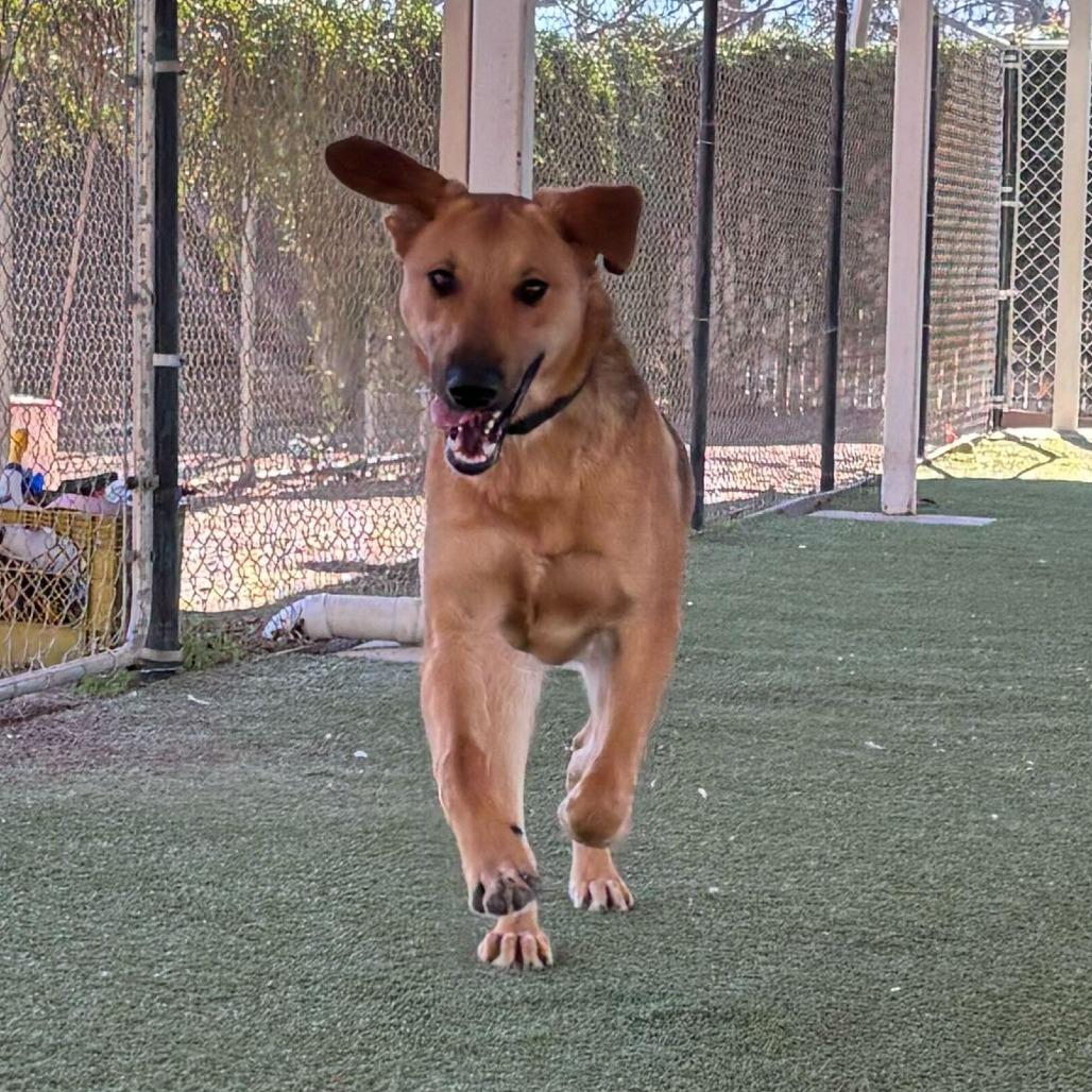 Enlarge Mister, a Adoptable mixed breed in Riverside, CA image 2/6