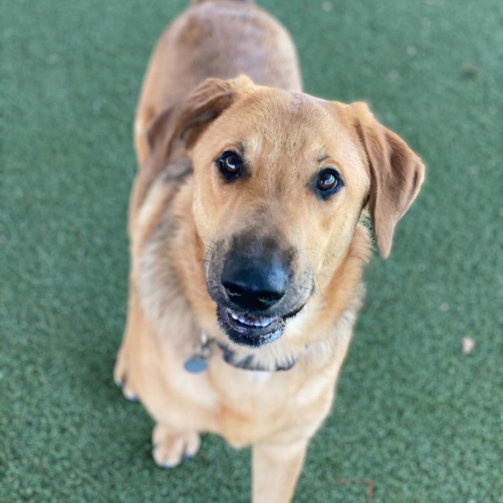 Enlarge Mister, a Adoptable mixed breed in Riverside, CA image 3/6