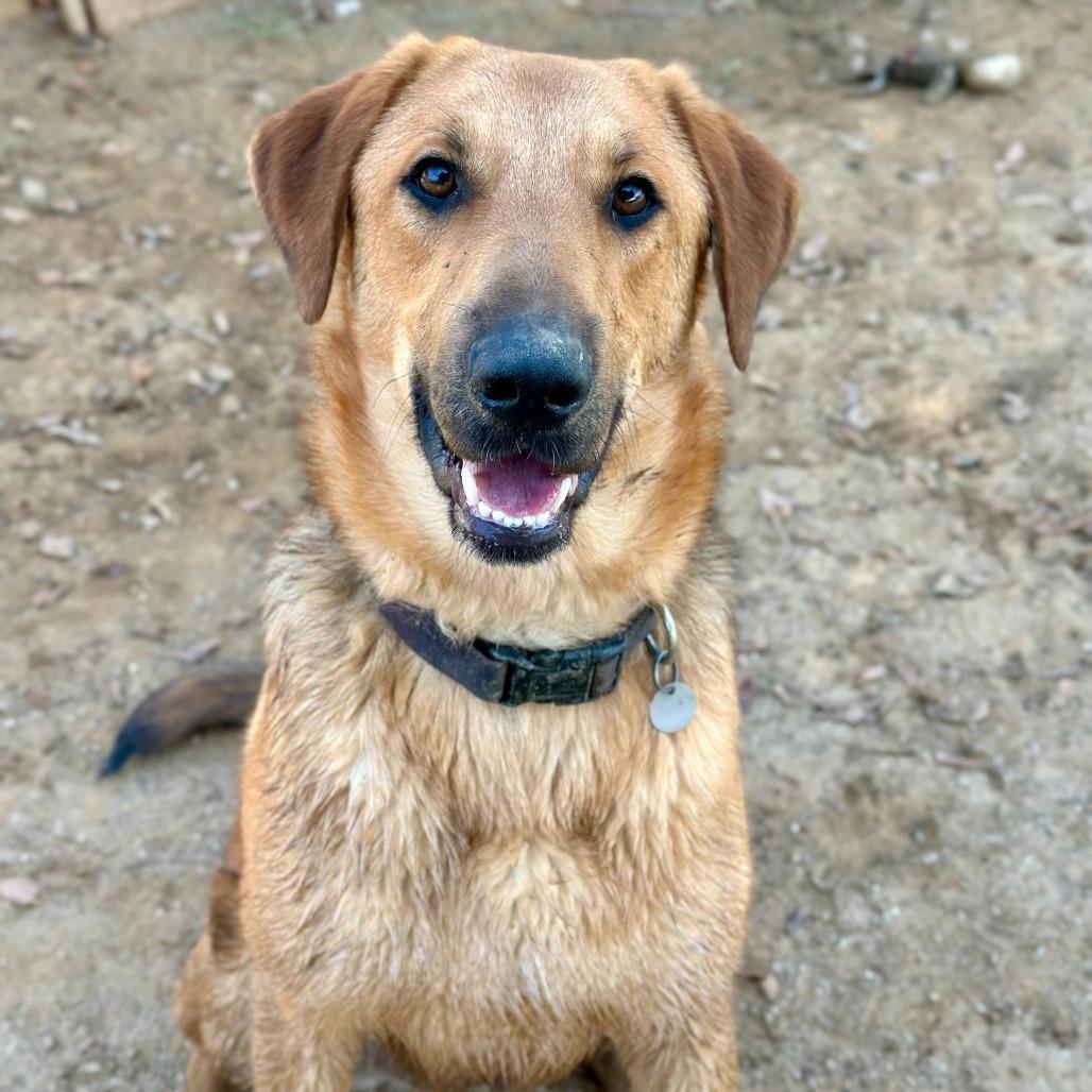 Enlarge Mister, a Adoptable mixed breed in Riverside, CA image 4/6