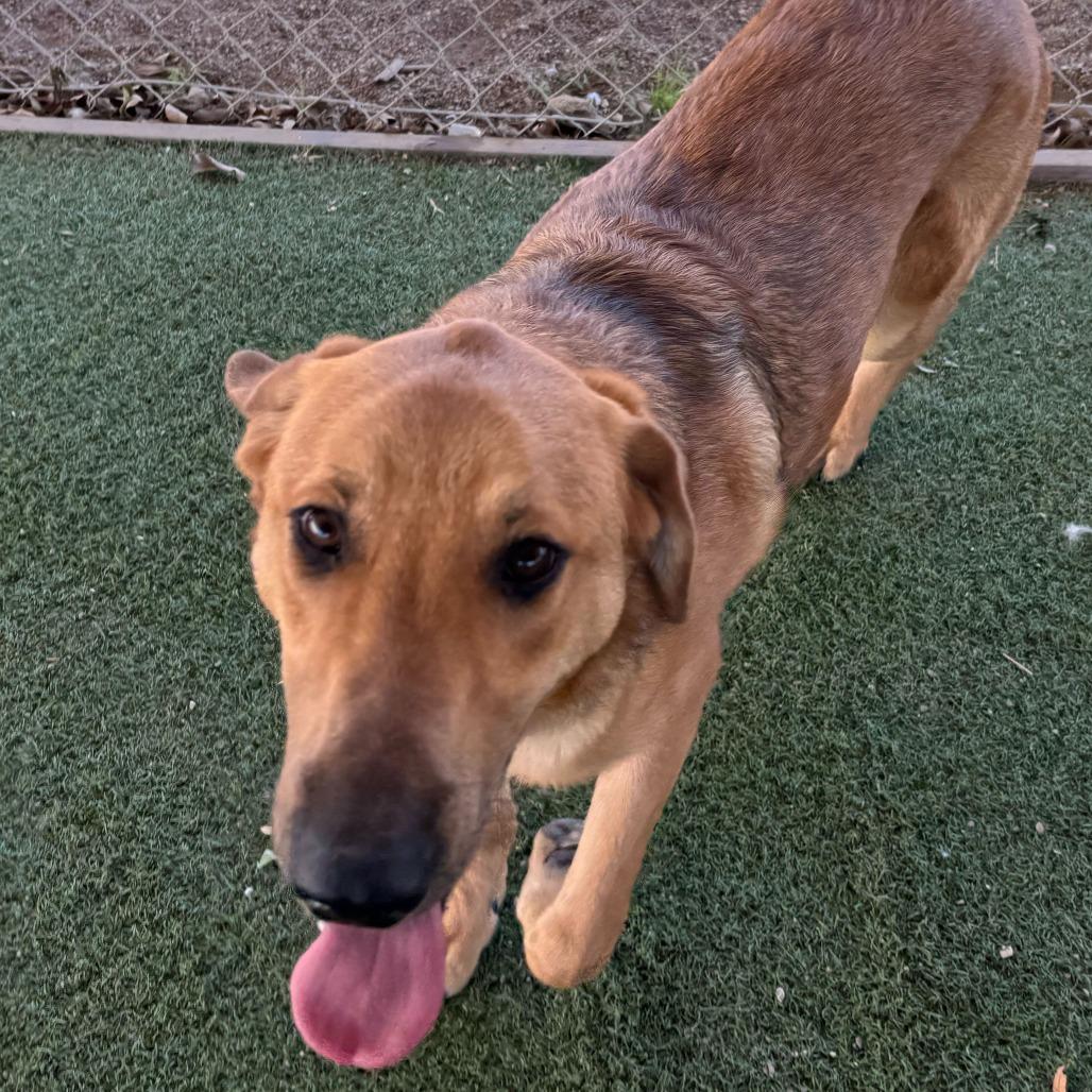 Enlarge Mister, a Adoptable mixed breed in Riverside, CA image 5/6