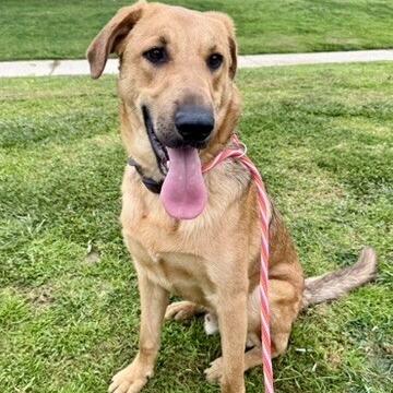 Enlarge Mister, a Adoptable mixed breed in Riverside, CA image 6/6