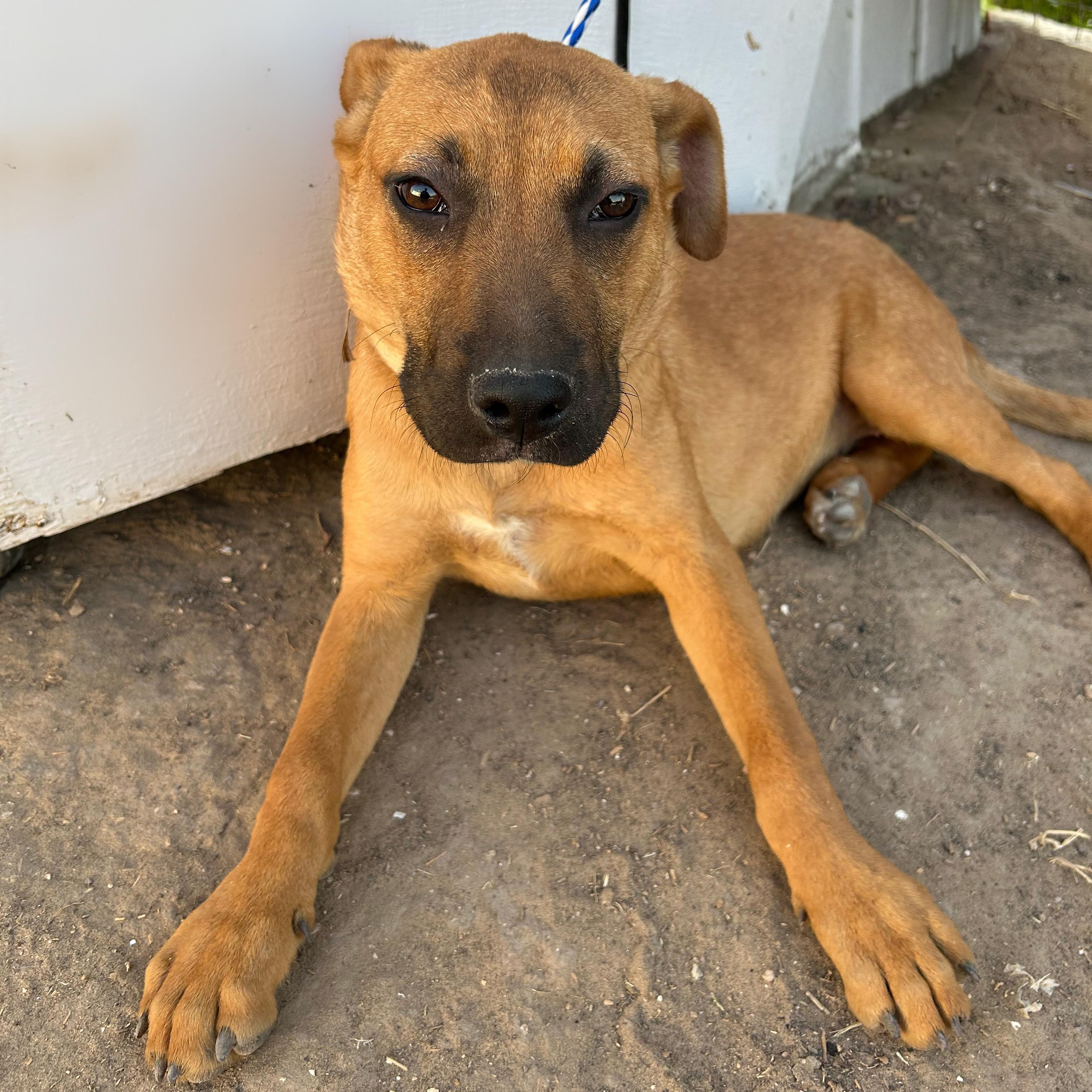 Tawny, an adoptable Black Mouth Cur in Eau Claire, WI, 54703 | Photo Image 2