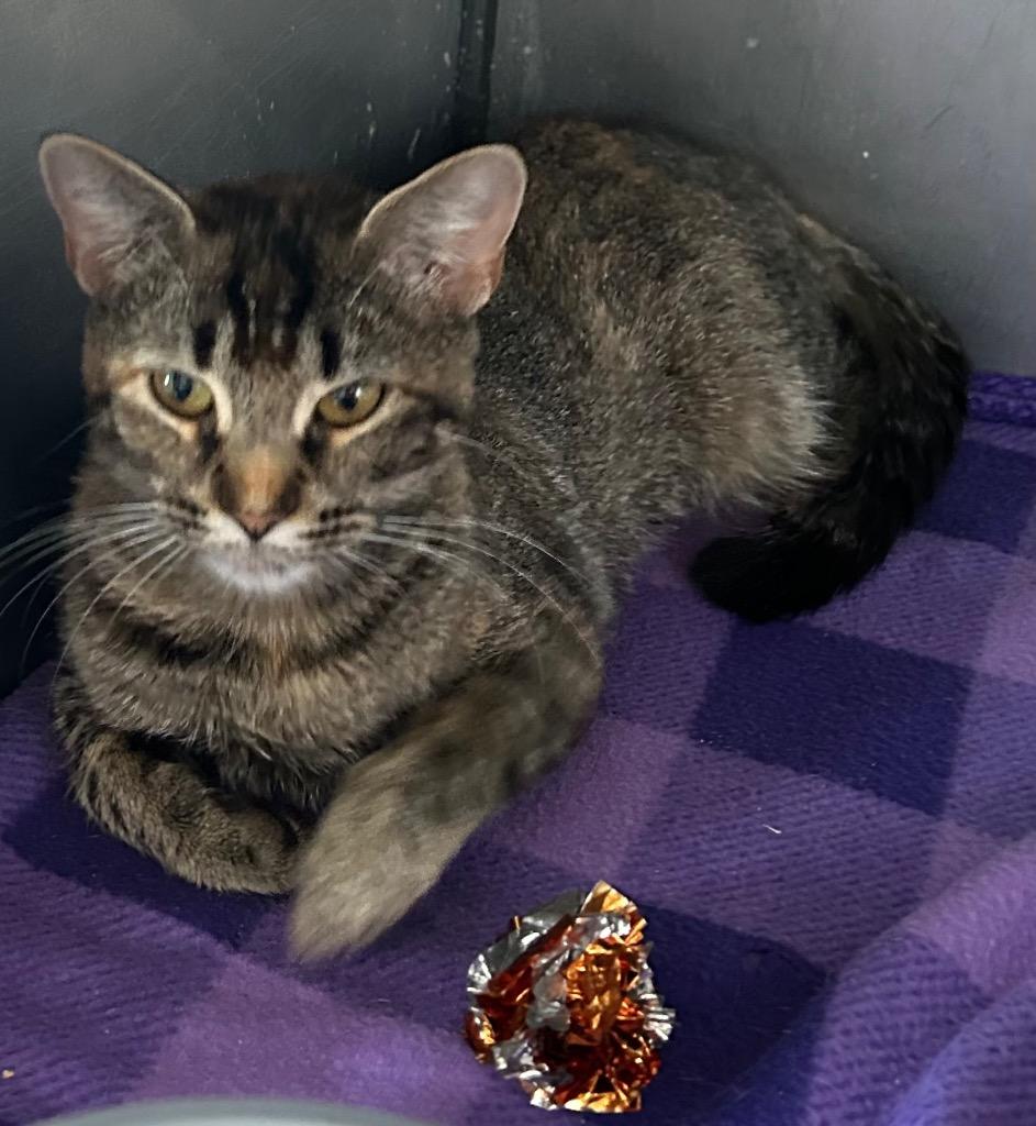 Glow, Adoptable, Young Female Domestic Long Hair.