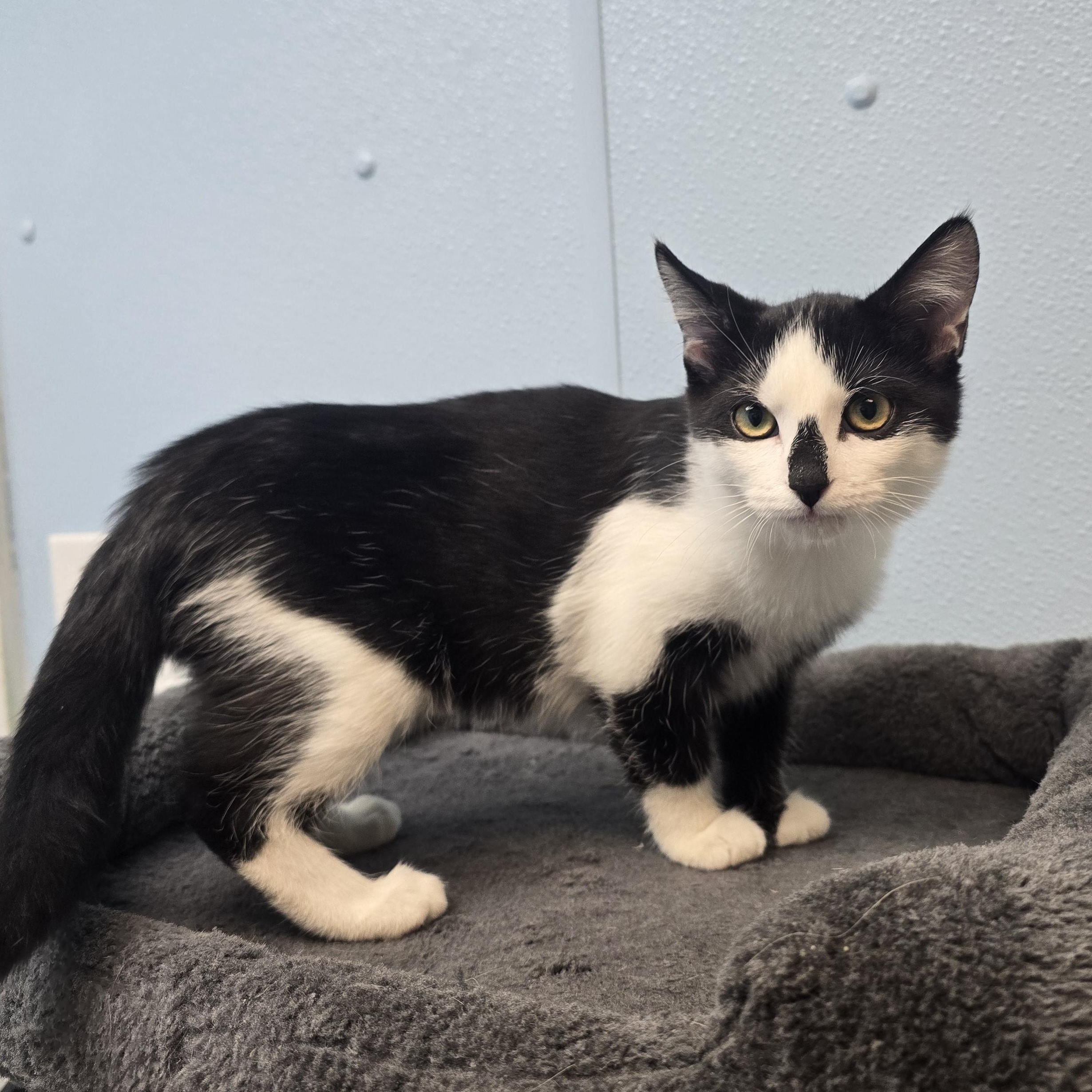 Ava, ADOPTABLE, Kitten Female Domestic Medium Hair.