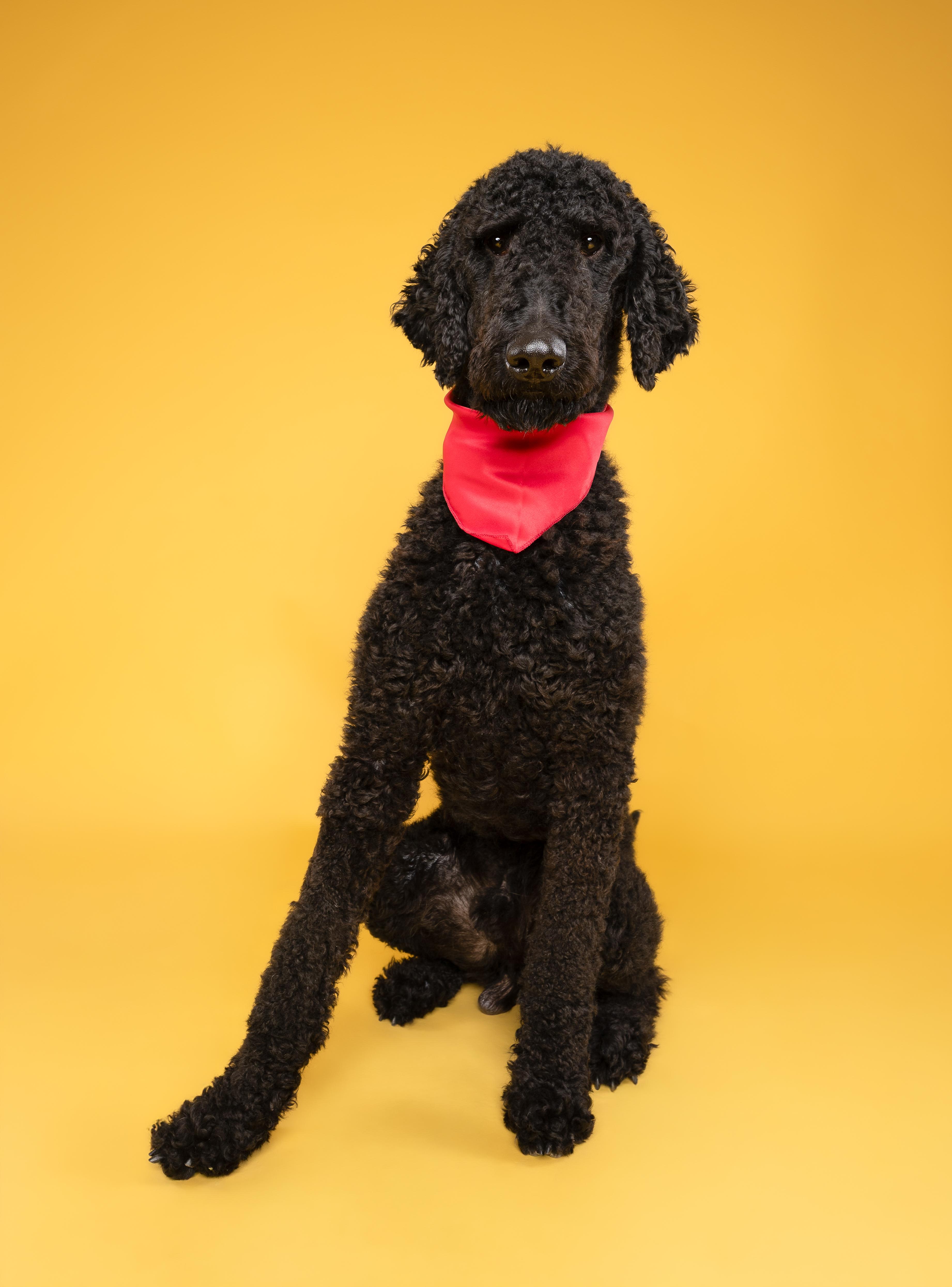 Peaches & Waffles (bonded), a Adoptable Goldendoodle in Loxahatchee, FL image 1/6