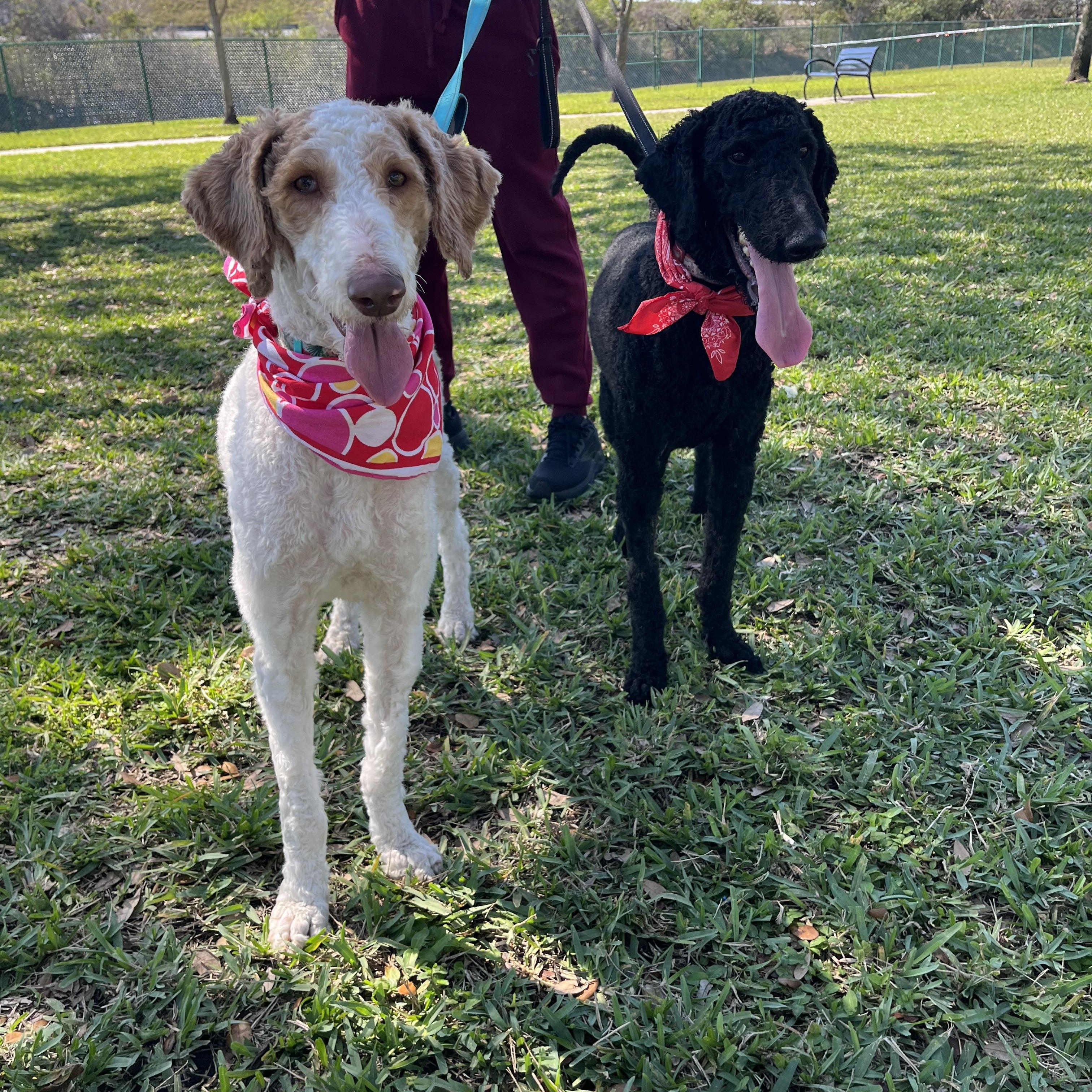Peaches & Waffles (bonded), a ADOPTABLE Goldendoodle in Miramar, FL image 3/4