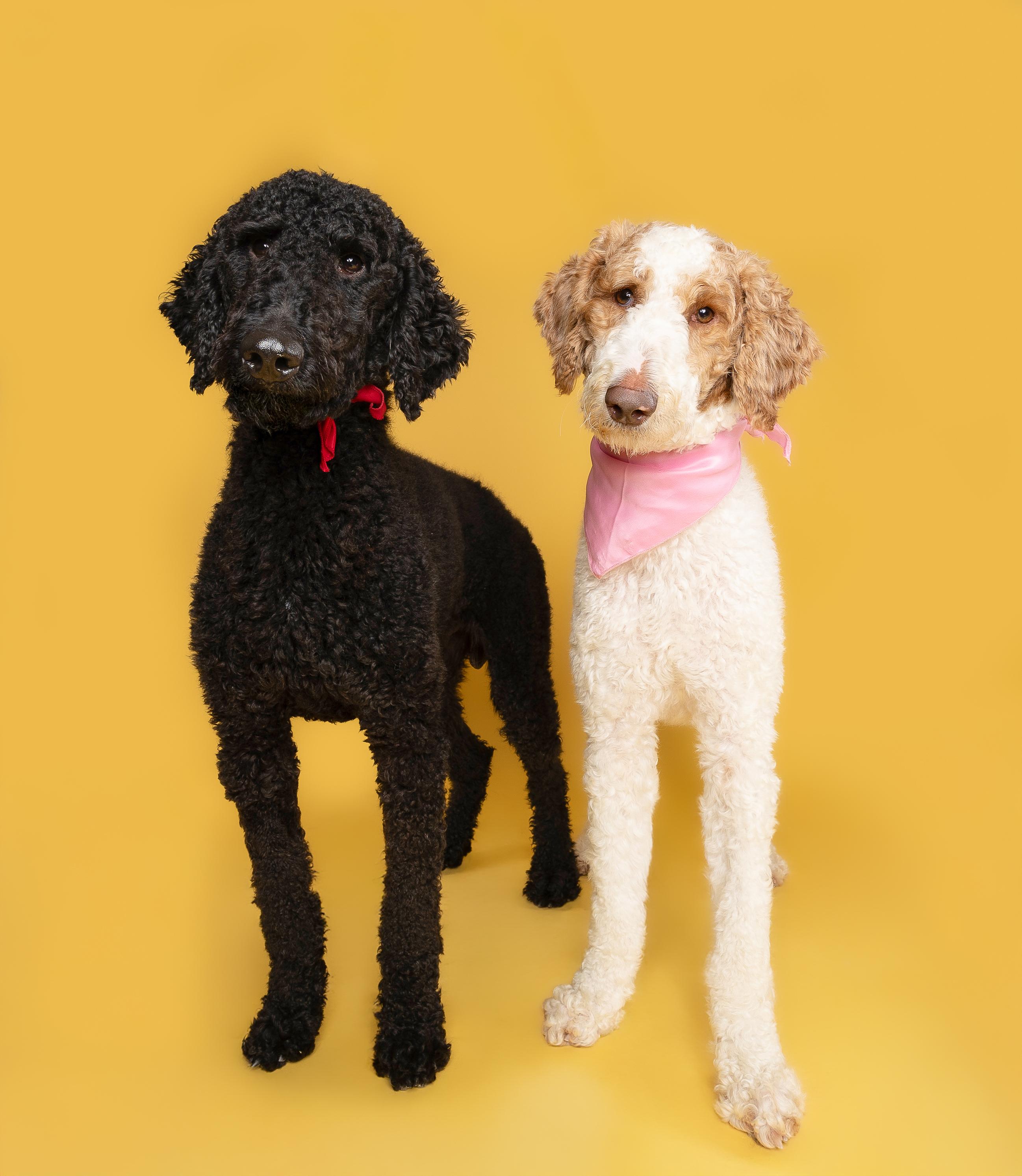 Peaches & Waffles (bonded), a Adoptable Goldendoodle in Loxahatchee, FL image 2/6
