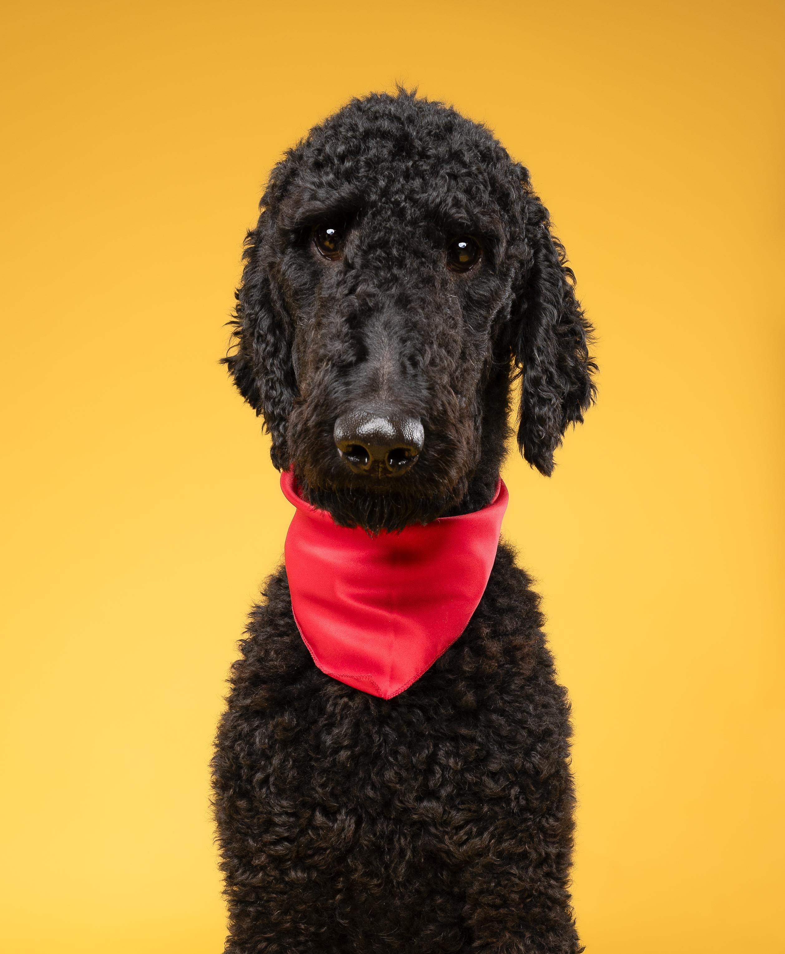Peaches & Waffles (bonded), a Adoptable Goldendoodle in Loxahatchee, FL image 3/6