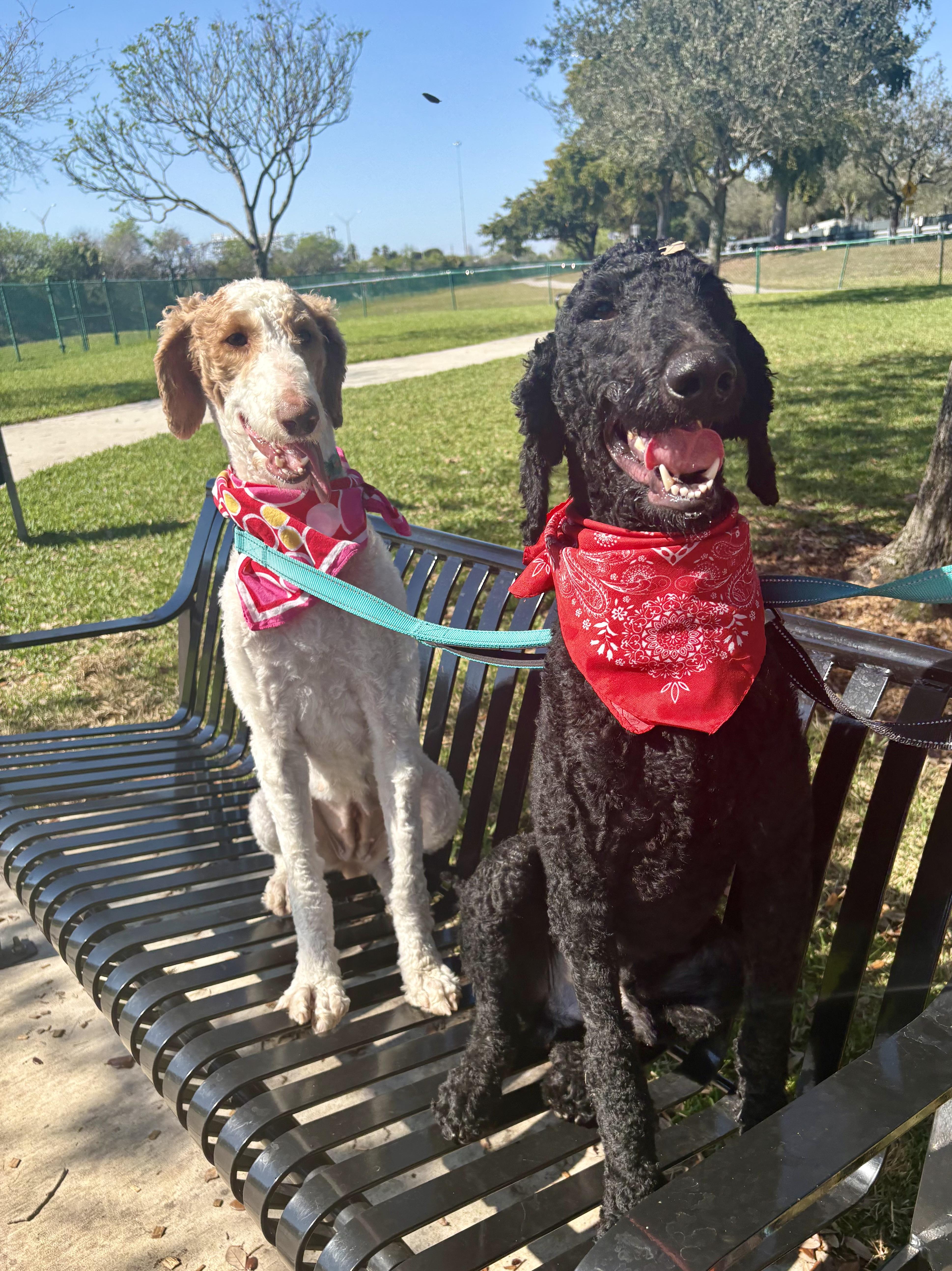 Peaches & Waffles (bonded), a ADOPTABLE Goldendoodle in Miramar, FL image 2/4