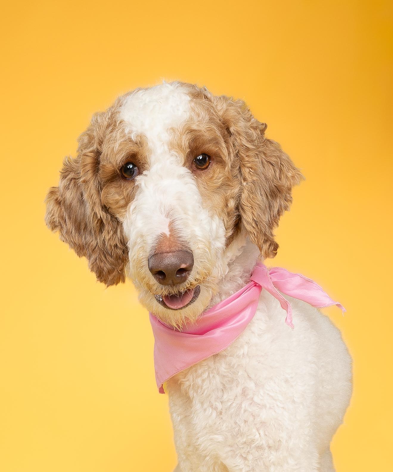 Peaches & Waffles (bonded), a Adoptable Goldendoodle in Loxahatchee, FL image 4/6