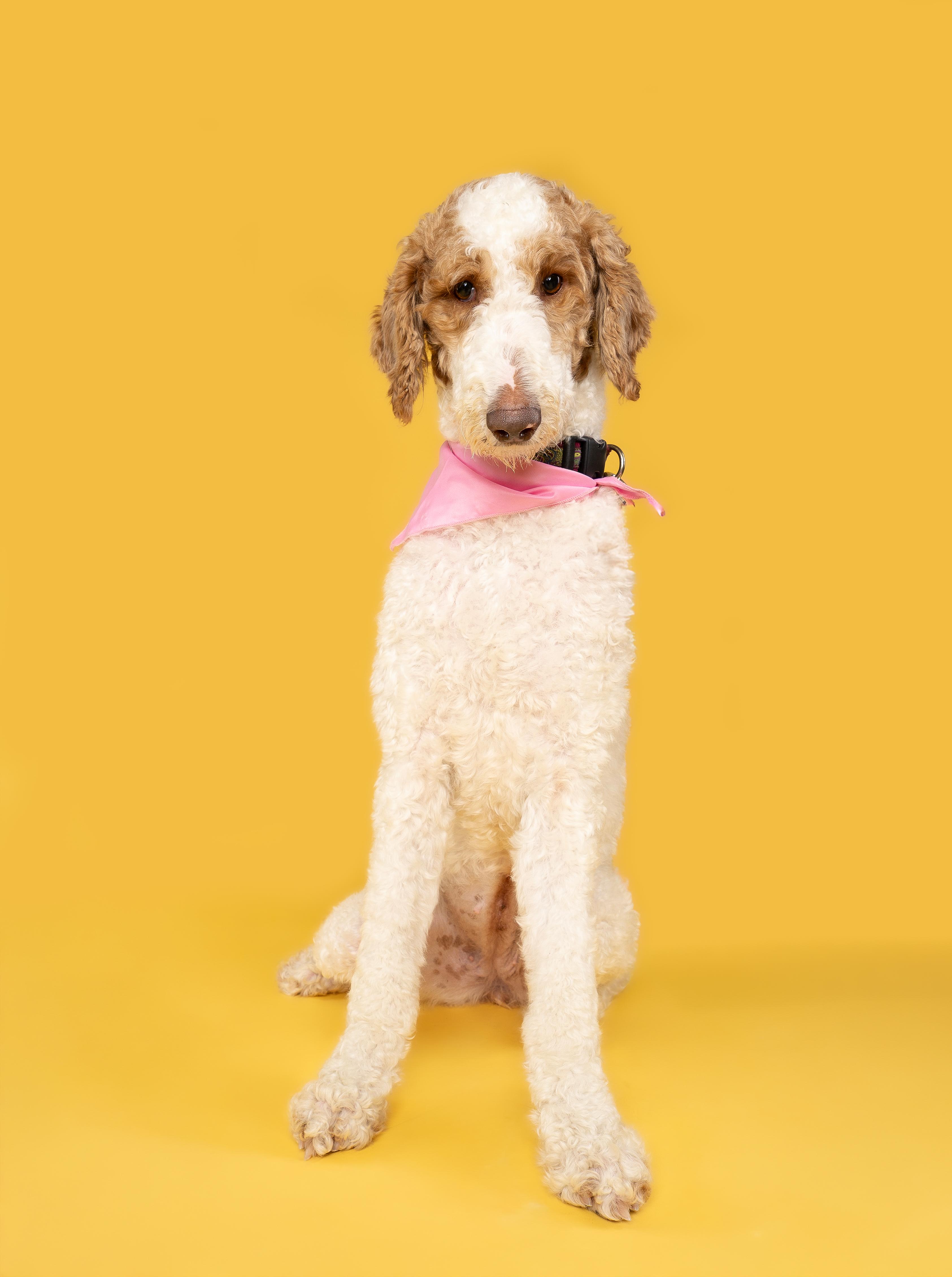 Peaches & Waffles (bonded), a Adoptable Goldendoodle in Loxahatchee, FL image 5/6