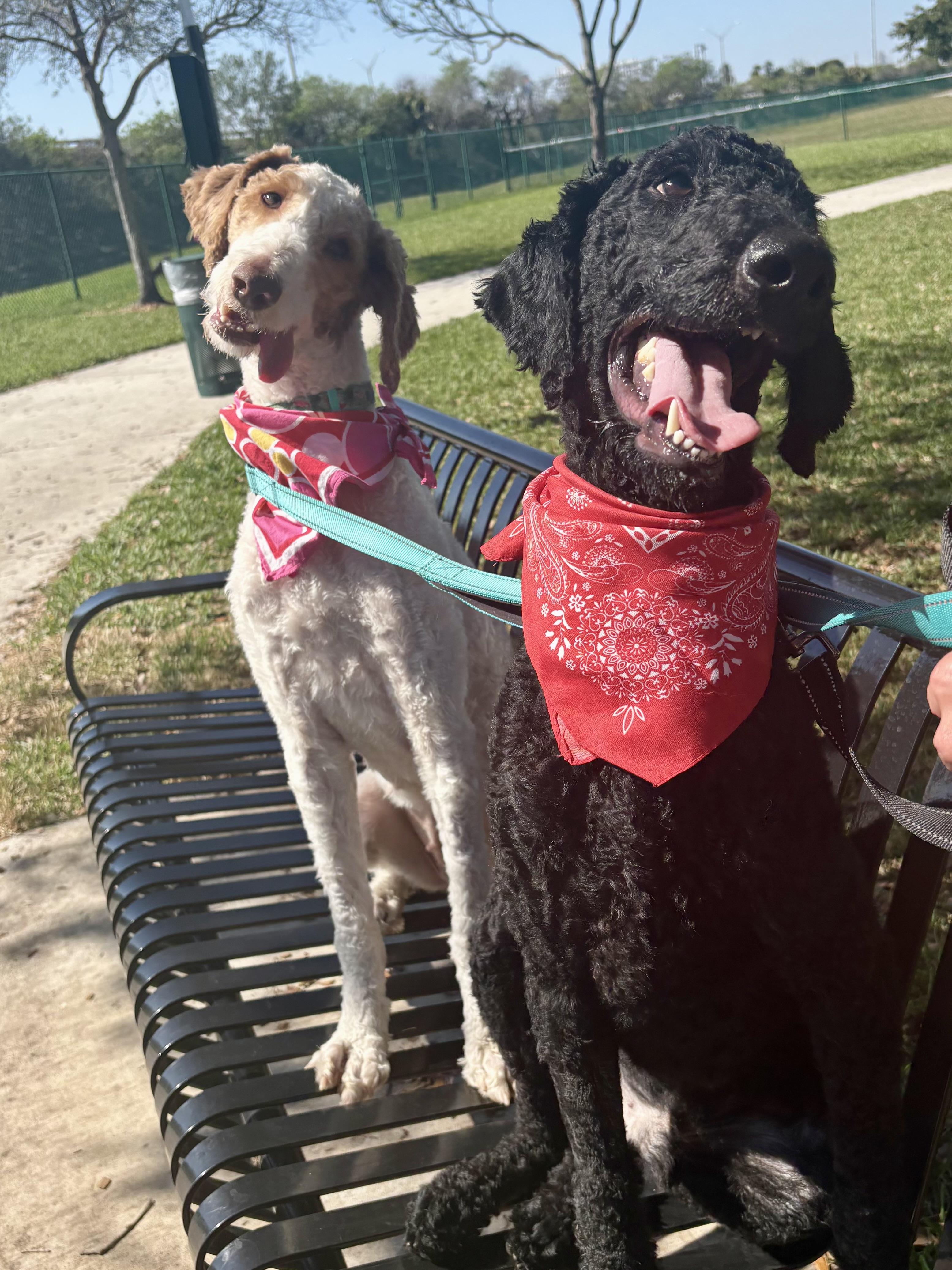 Peaches & Waffles (bonded), ADOPTABLE, Young Female Goldendoodle.