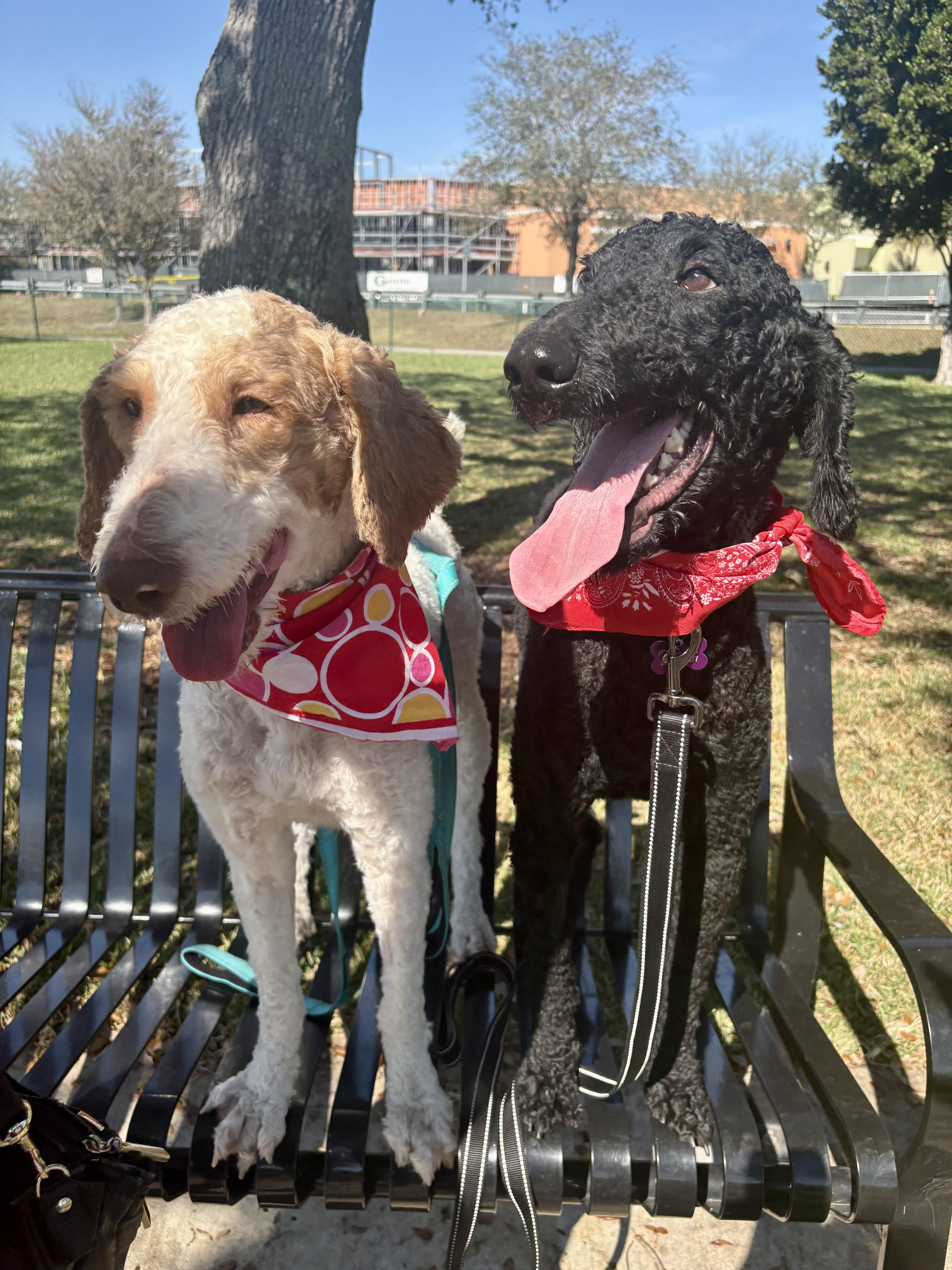 Peaches & Waffles (bonded), a ADOPTABLE Goldendoodle in Miramar, FL image 4/4