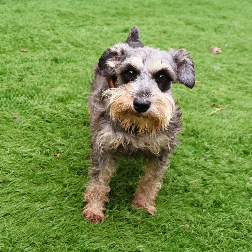 Enlarge Usha, a Adoptable Miniature Schnauzer in Zionsville, IN image 1/1