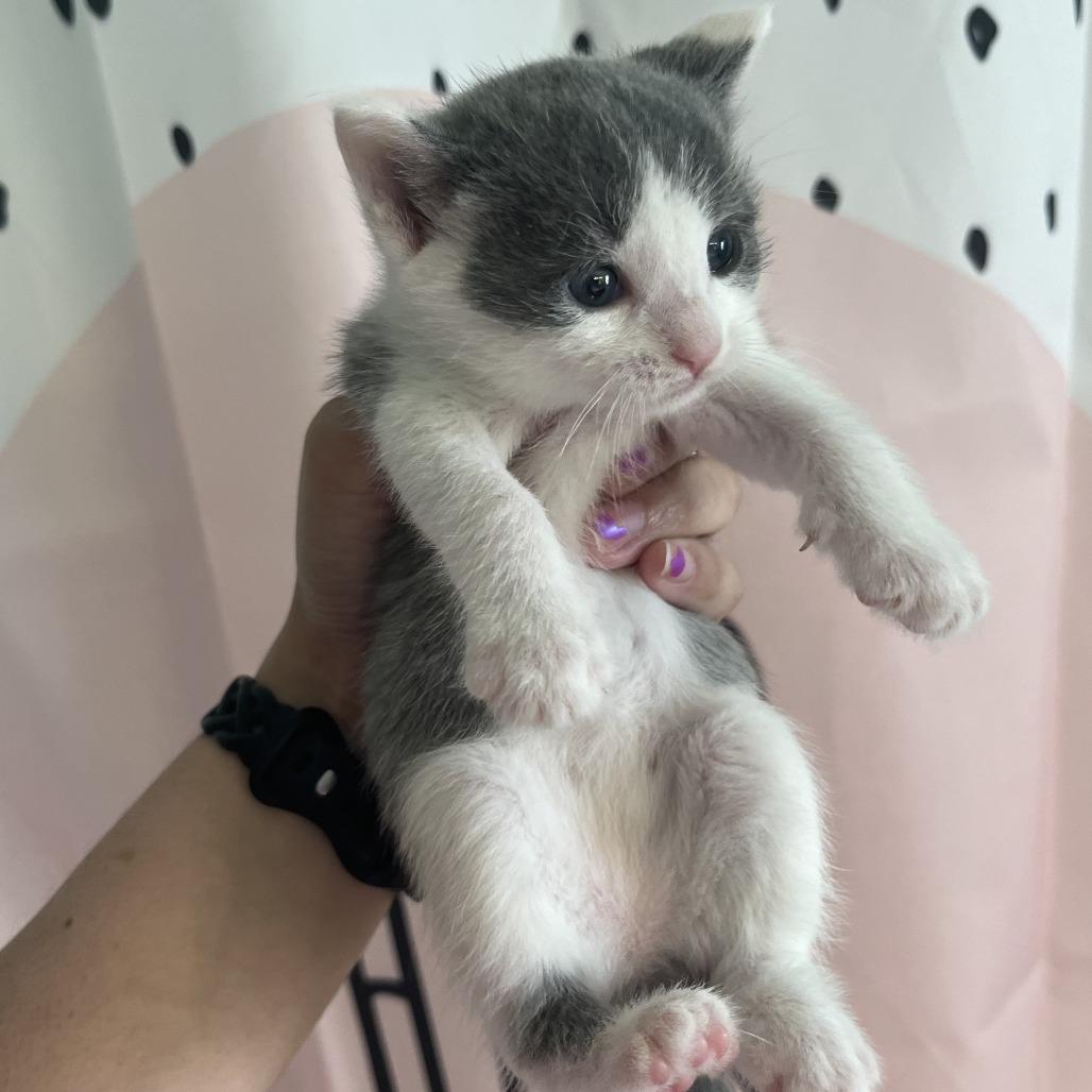 Enlarge Walking Taco, a Adoptable Domestic Short Hair in Delaware, OH image 3/5