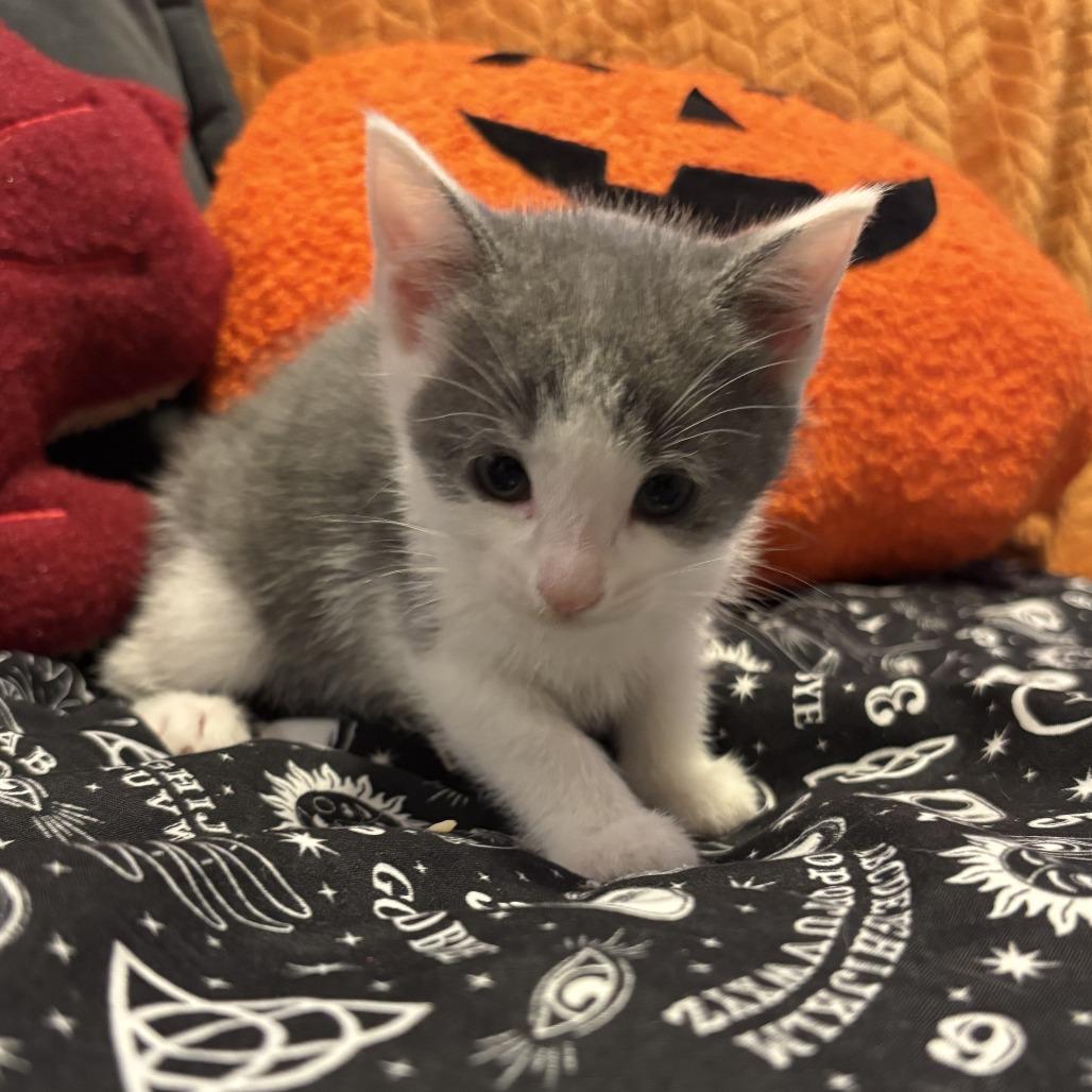 Enlarge Walking Taco, a Adoptable Domestic Short Hair in Delaware, OH image 4/5