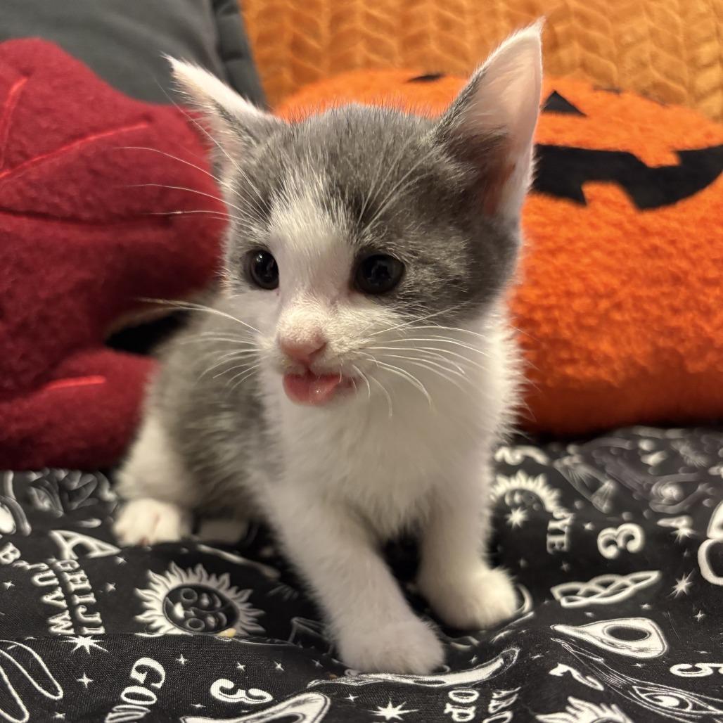 Enlarge Walking Taco, a Adoptable Domestic Short Hair in Delaware, OH image 5/5