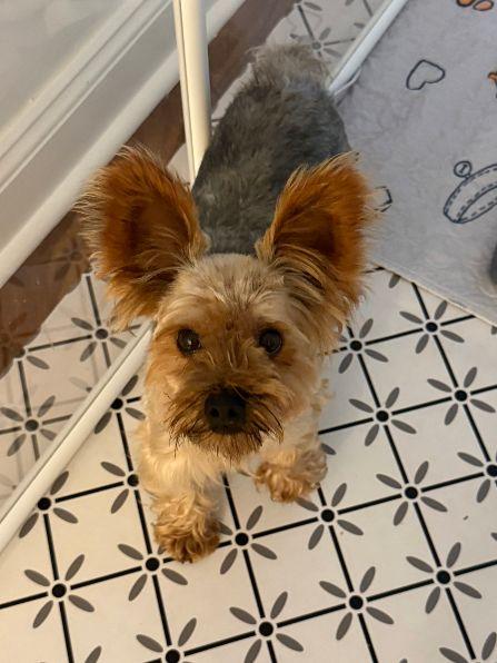 Theo, an adopted Yorkshire Terrier in Brewster, NY image 4/4