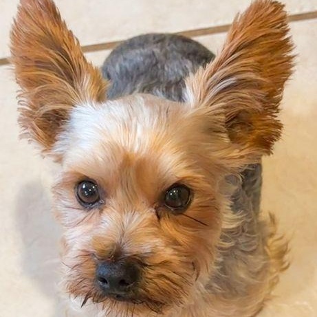 Theo, an adopted Yorkshire Terrier in Brewster, NY image 2/4
