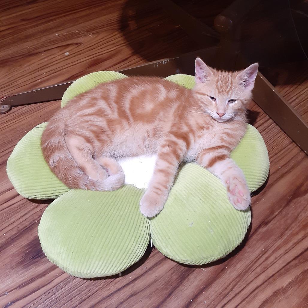 Josh, Adoptable, Kitten Male Domestic Short Hair.