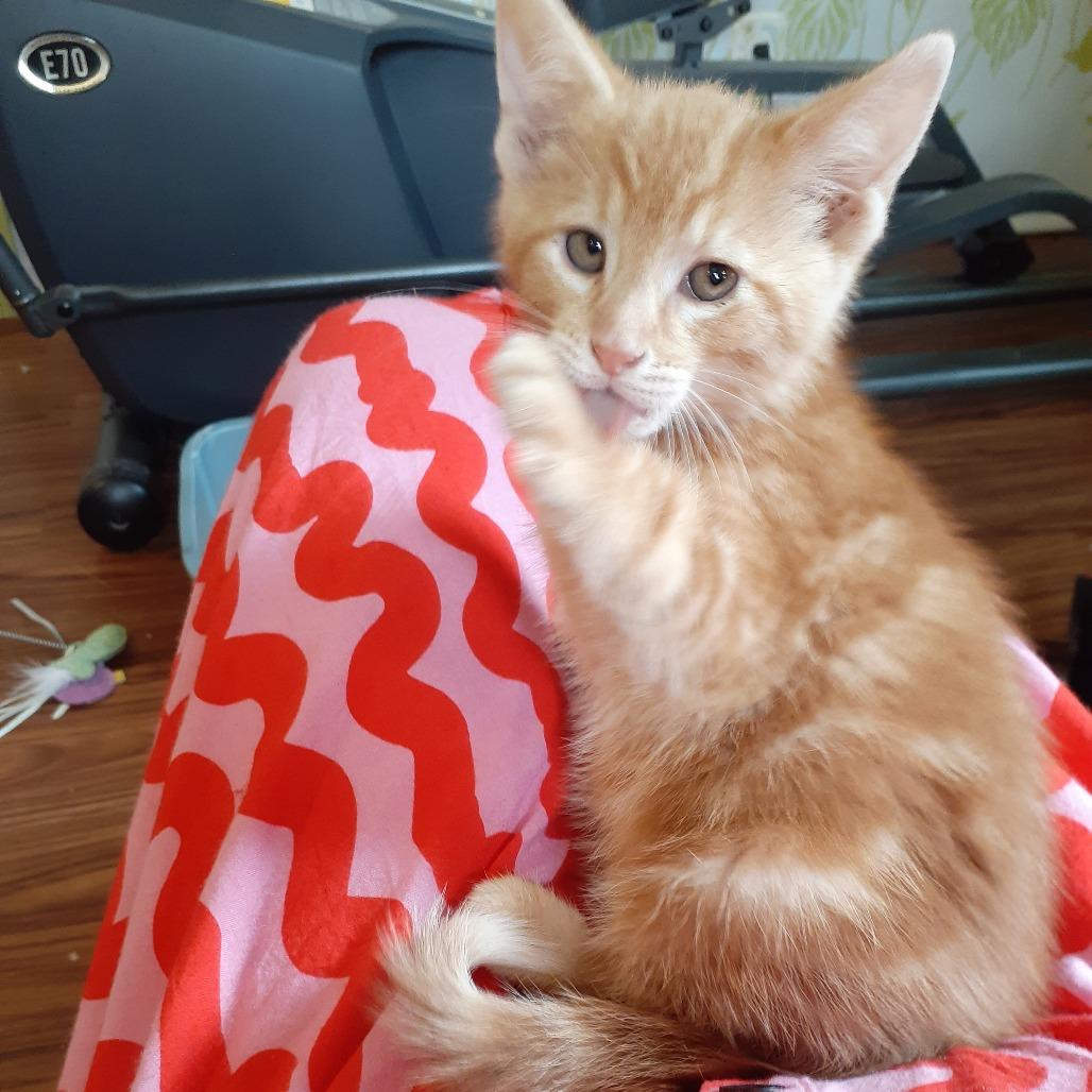 Josh, a Adoptable Domestic Short Hair in Pittsburgh, PA image 2/6