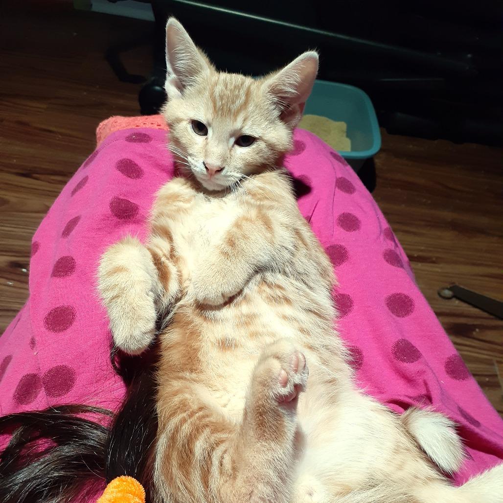 Josh, a Adoptable Domestic Short Hair in Pittsburgh, PA image 4/6
