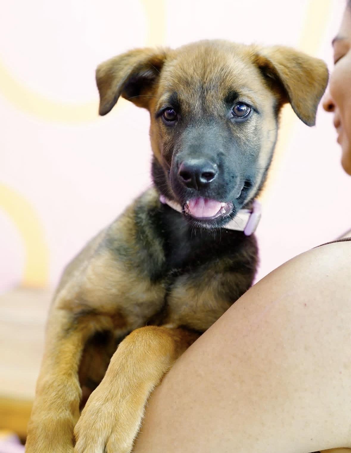 Meadow, ADOPTABLE, Puppy Female German Shepherd Dog & Belgian Shepherd / Malinois.