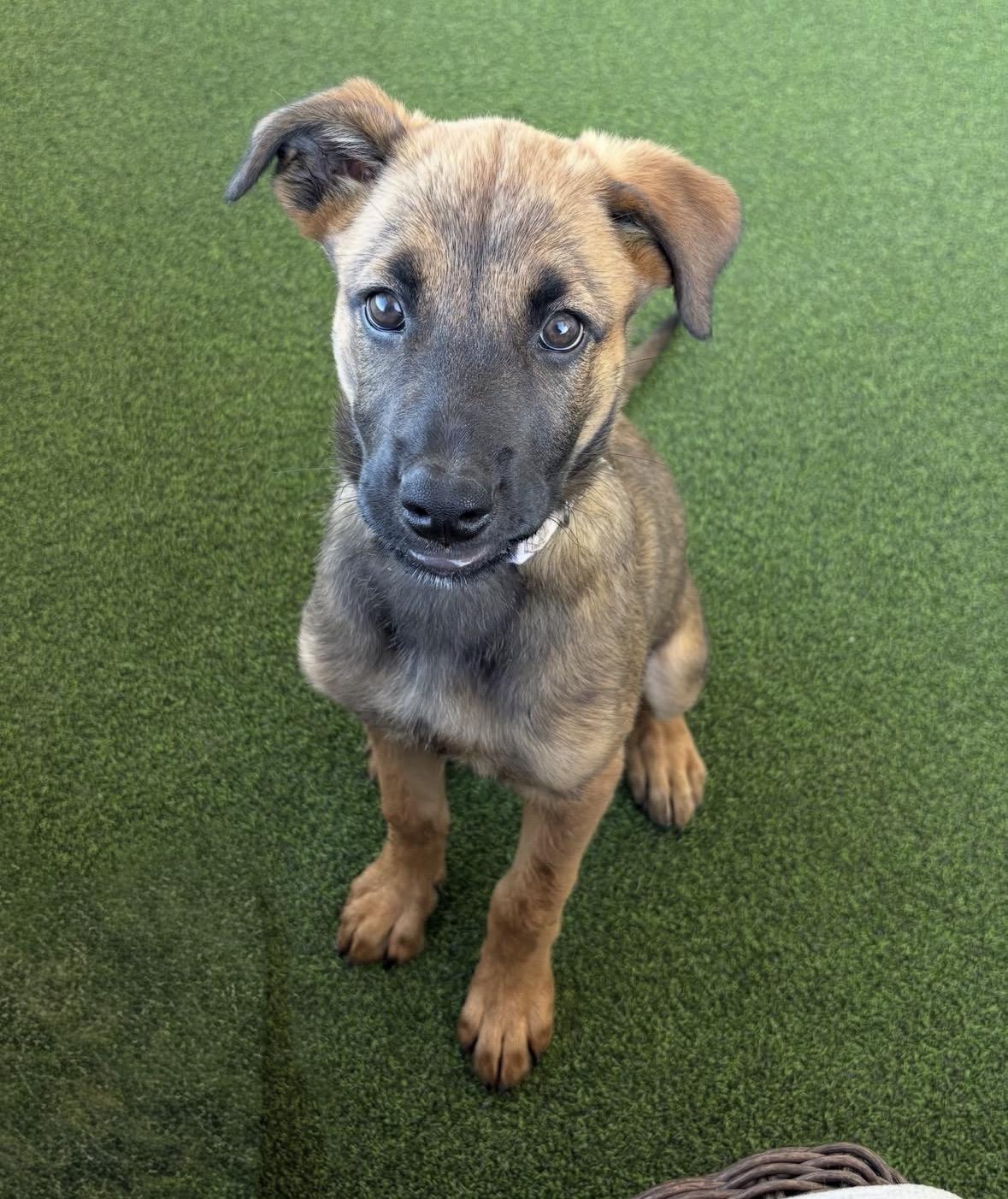 Meadow, a ADOPTABLE mixed breed in Pasadena, CA image 5/6
