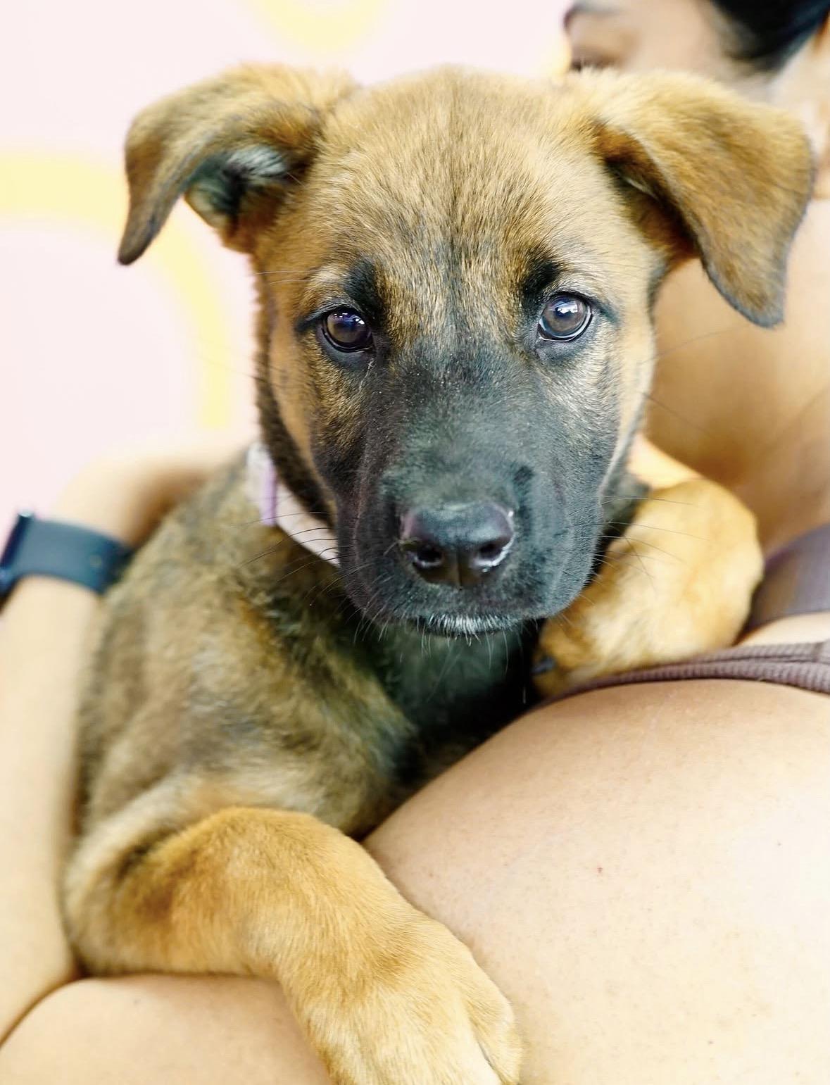 Meadow, a ADOPTABLE mixed breed in Pasadena, CA image 4/6