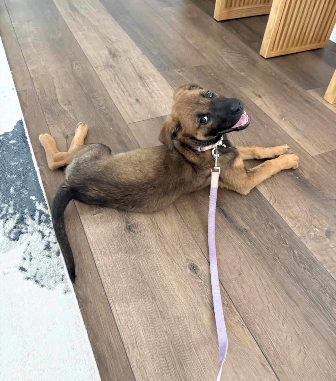 Meadow, a ADOPTABLE mixed breed in Pasadena, CA image 6/6