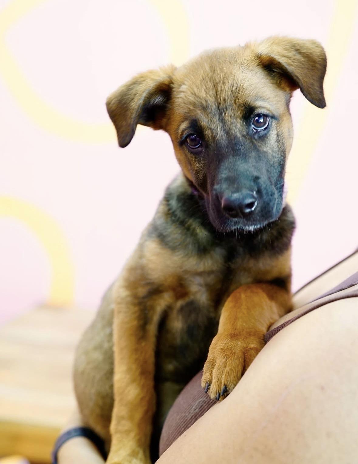 Meadow, a ADOPTABLE mixed breed in Pasadena, CA image 3/6