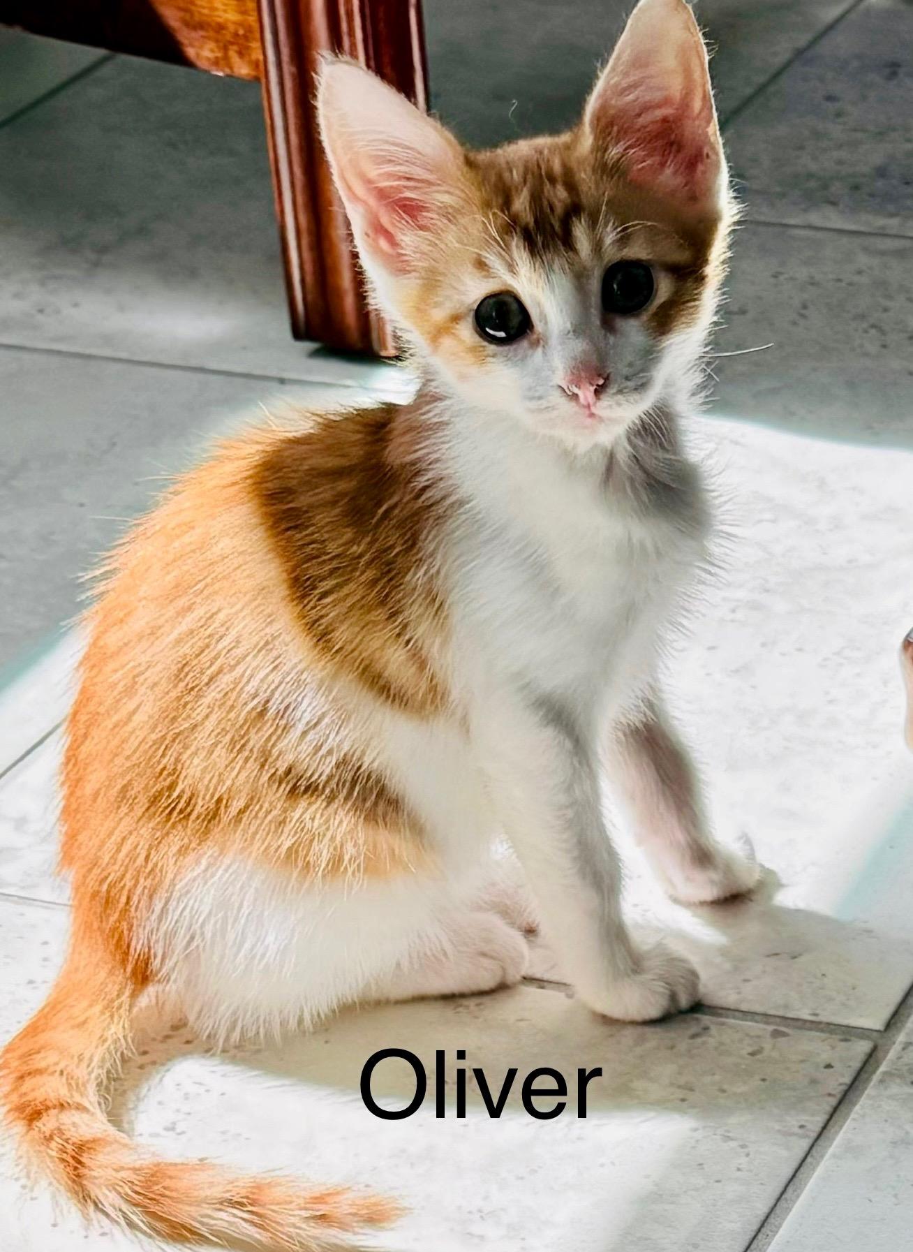 Oliver, an adopted Tabby in Fern Park, FL_image-1