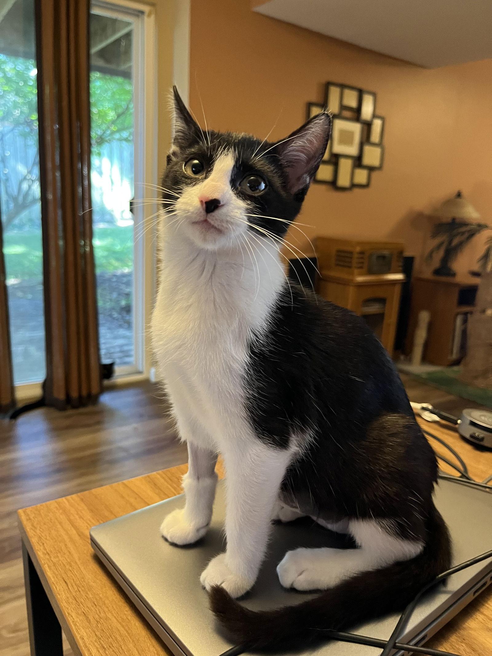 Diana, Adopted, Kitten Female Domestic Short Hair.