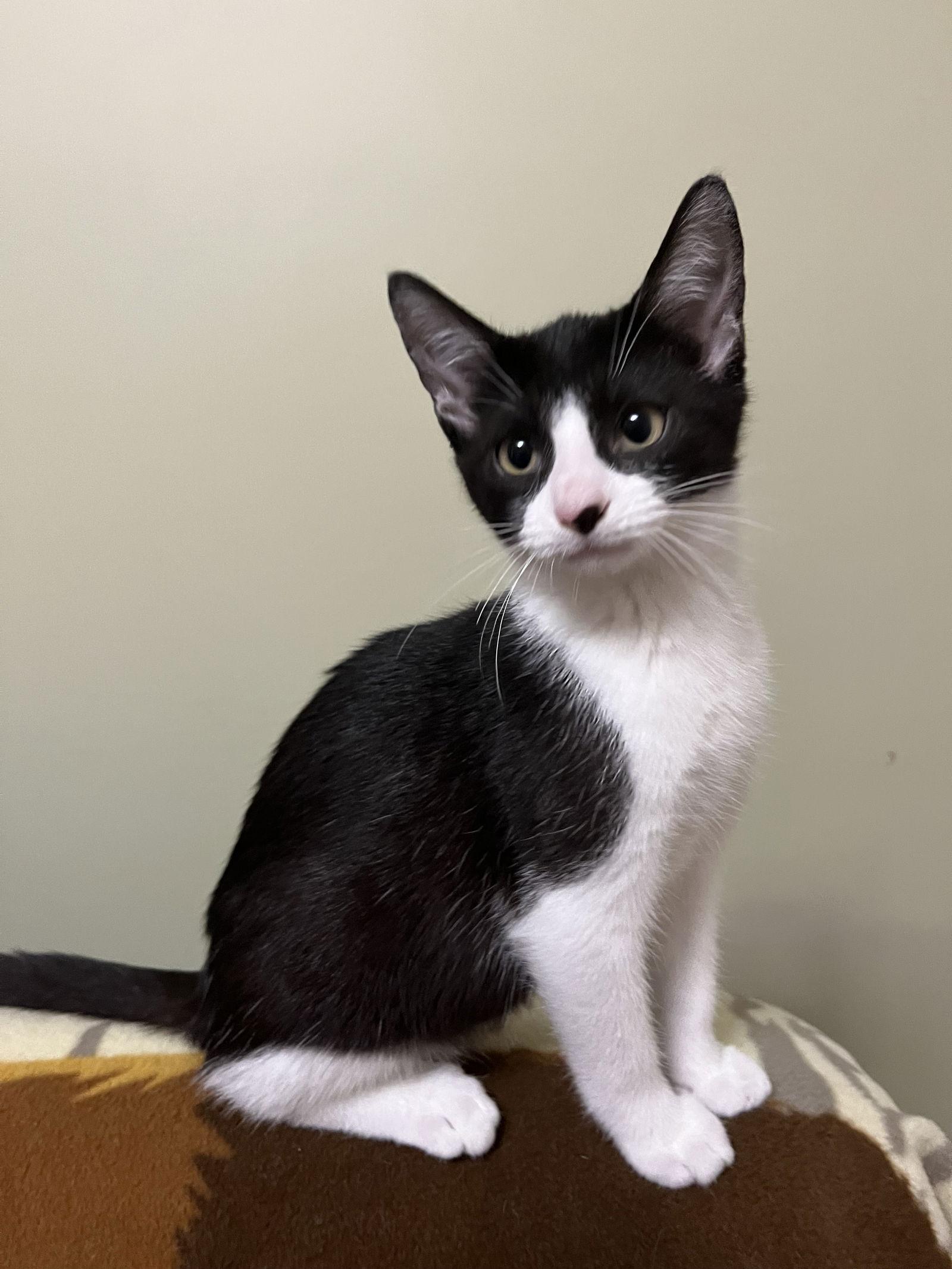 Diana, a Adopted Domestic Short Hair in Eureka, MO image 2/3