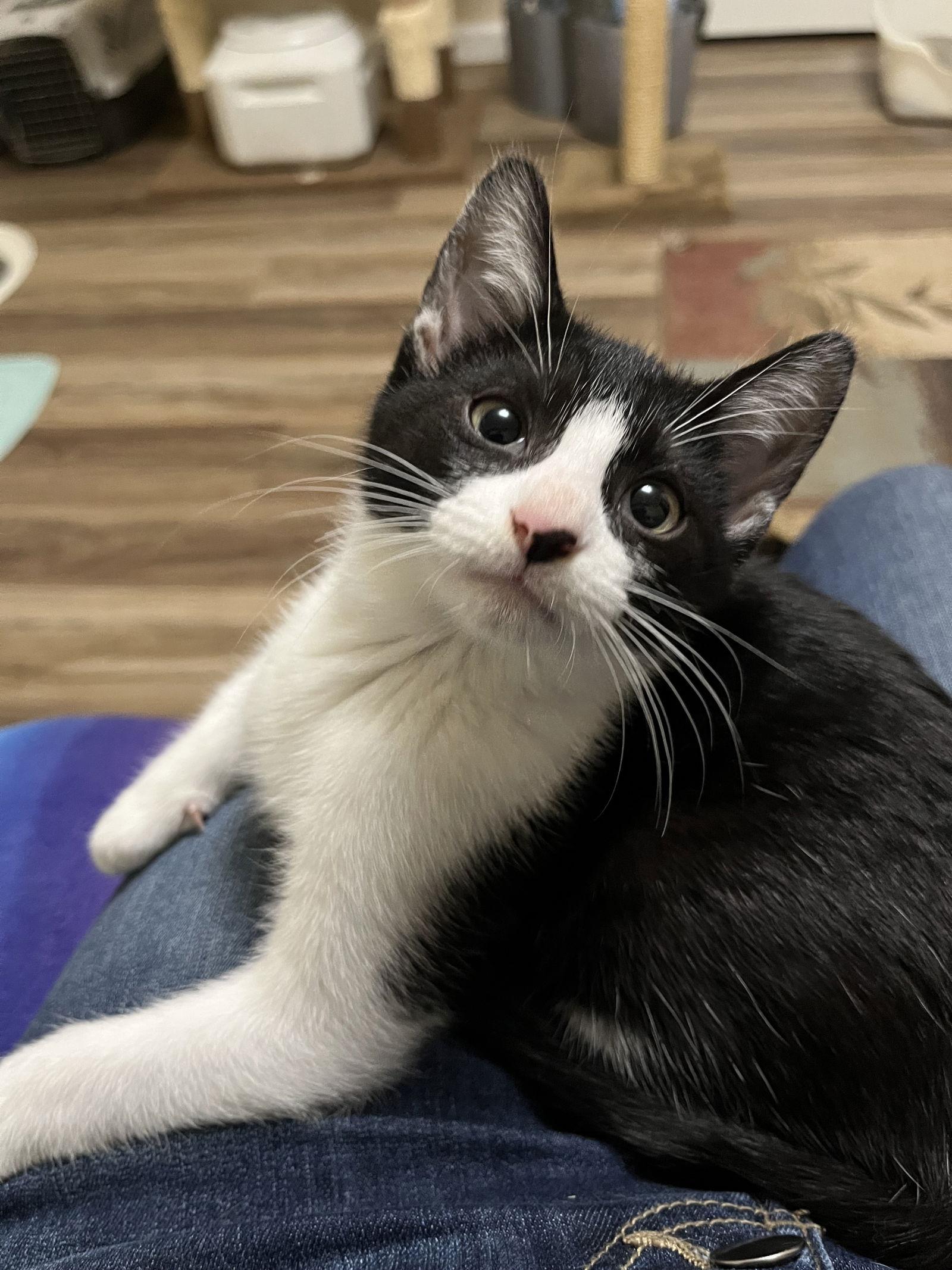 Diana, a Adopted Domestic Short Hair in Eureka, MO image 3/3