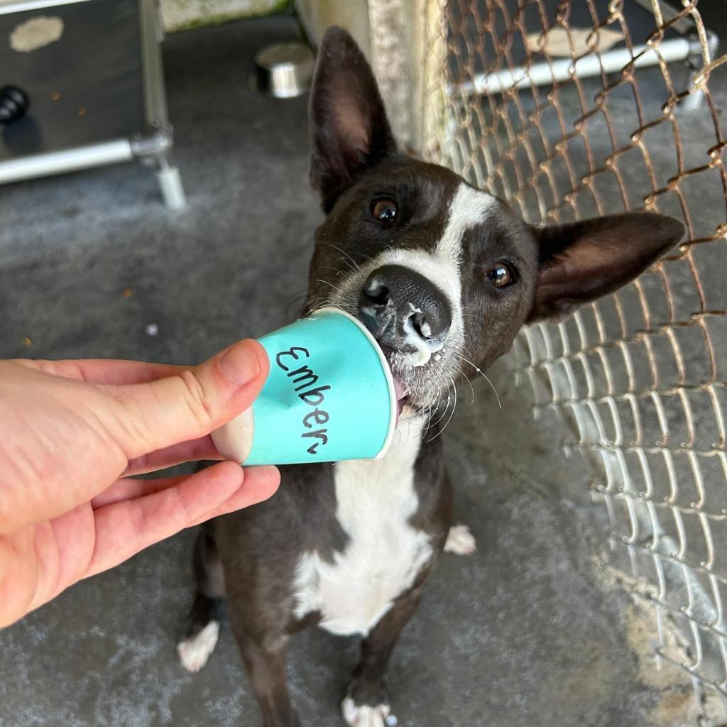 Enlarge Ember, a Adoptable Mixed Breed in Kailua Kona, HI image 3/6