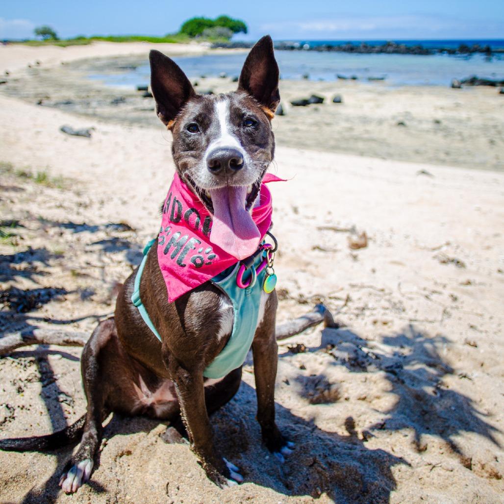 Enlarge Ember, a Adoptable Mixed Breed in Kailua Kona, HI image 5/6