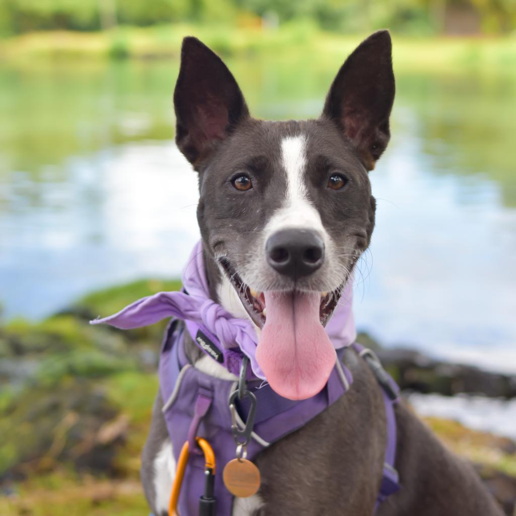 Enlarge Ember, a Adoptable Mixed Breed in Kailua Kona, HI image 6/6
