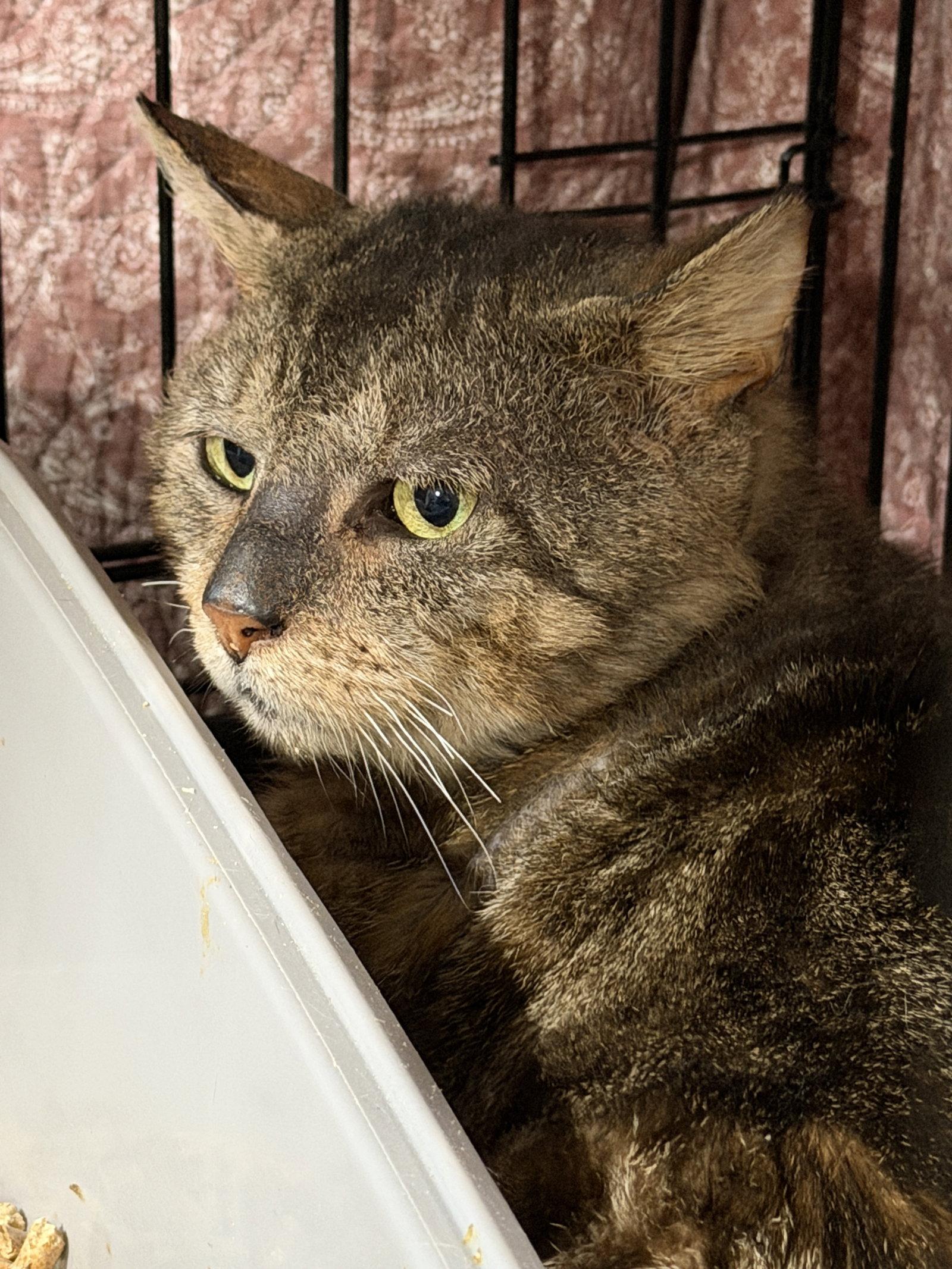 E.T., Adoptable, Adult Male Domestic Short Hair.