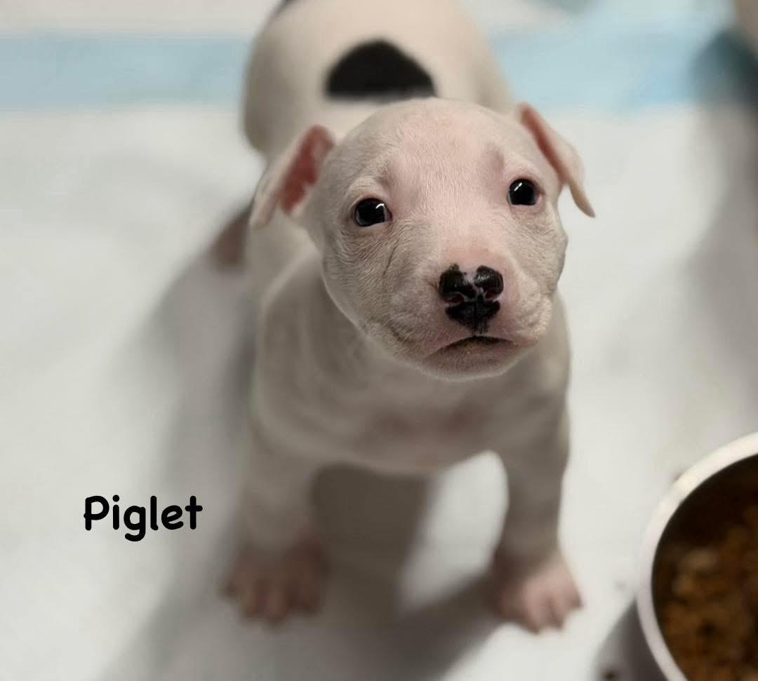 Enlarge Piglet, an adopted Bull Terrier in Lutz, FL image 1/1