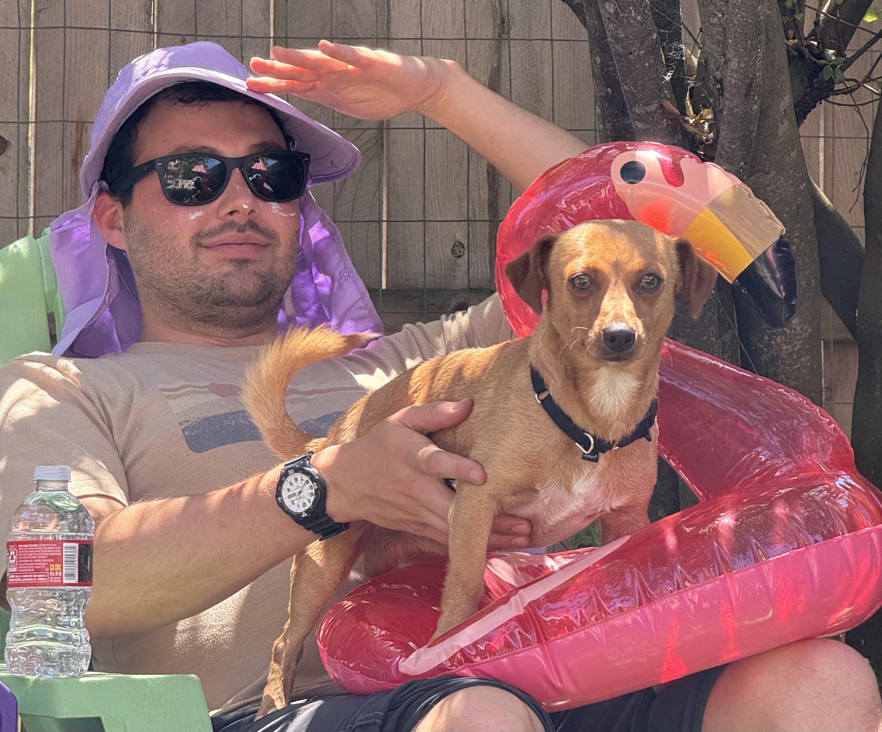 Enlarge Roberto, a ADOPTABLE Dachshund in Petaluma, CA image 3/4