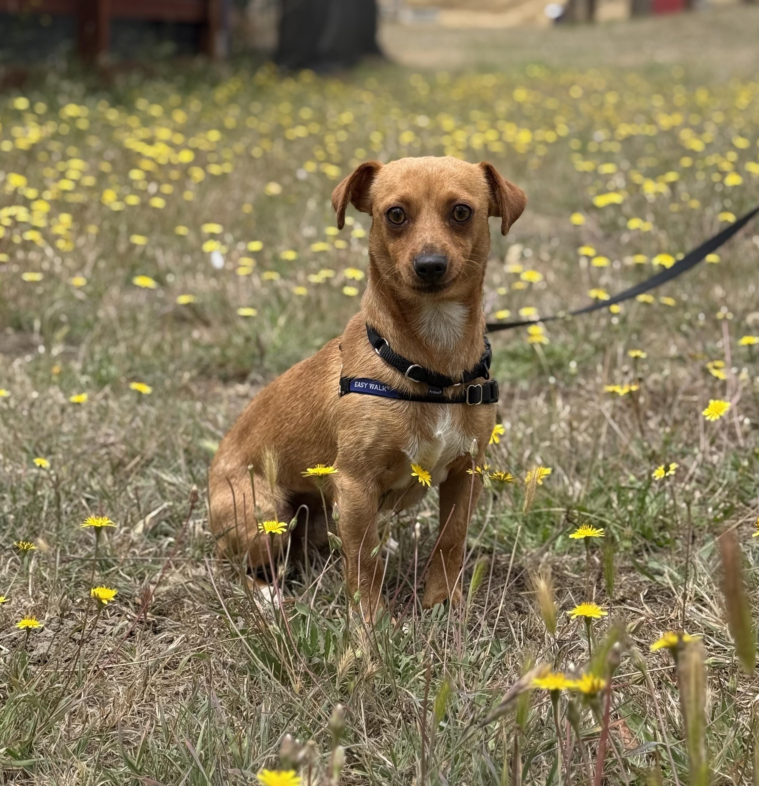 Enlarge Roberto, a ADOPTABLE Dachshund in Petaluma, CA image 2/4