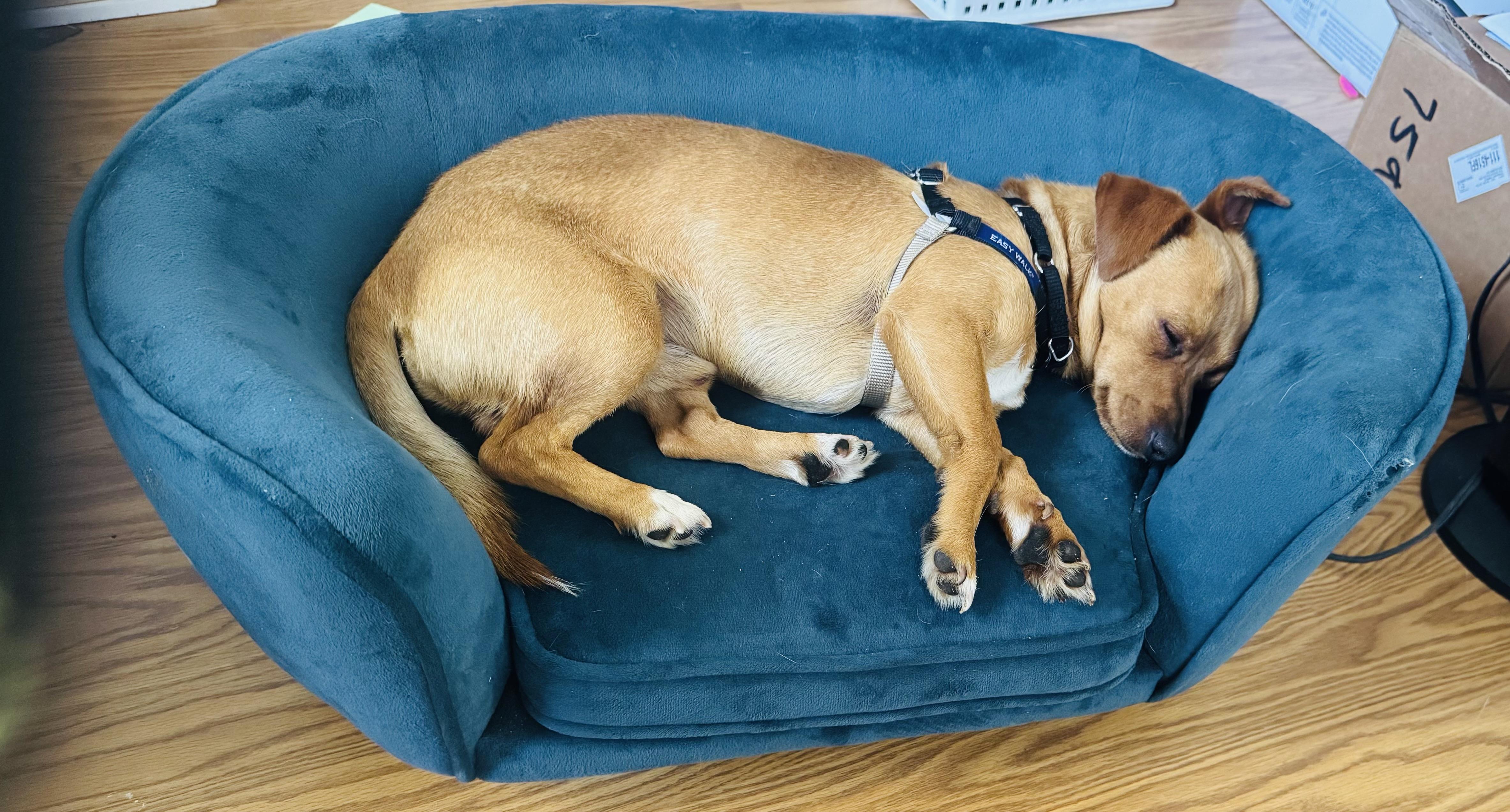 Enlarge Roberto, a ADOPTABLE Dachshund in Petaluma, CA image 4/4