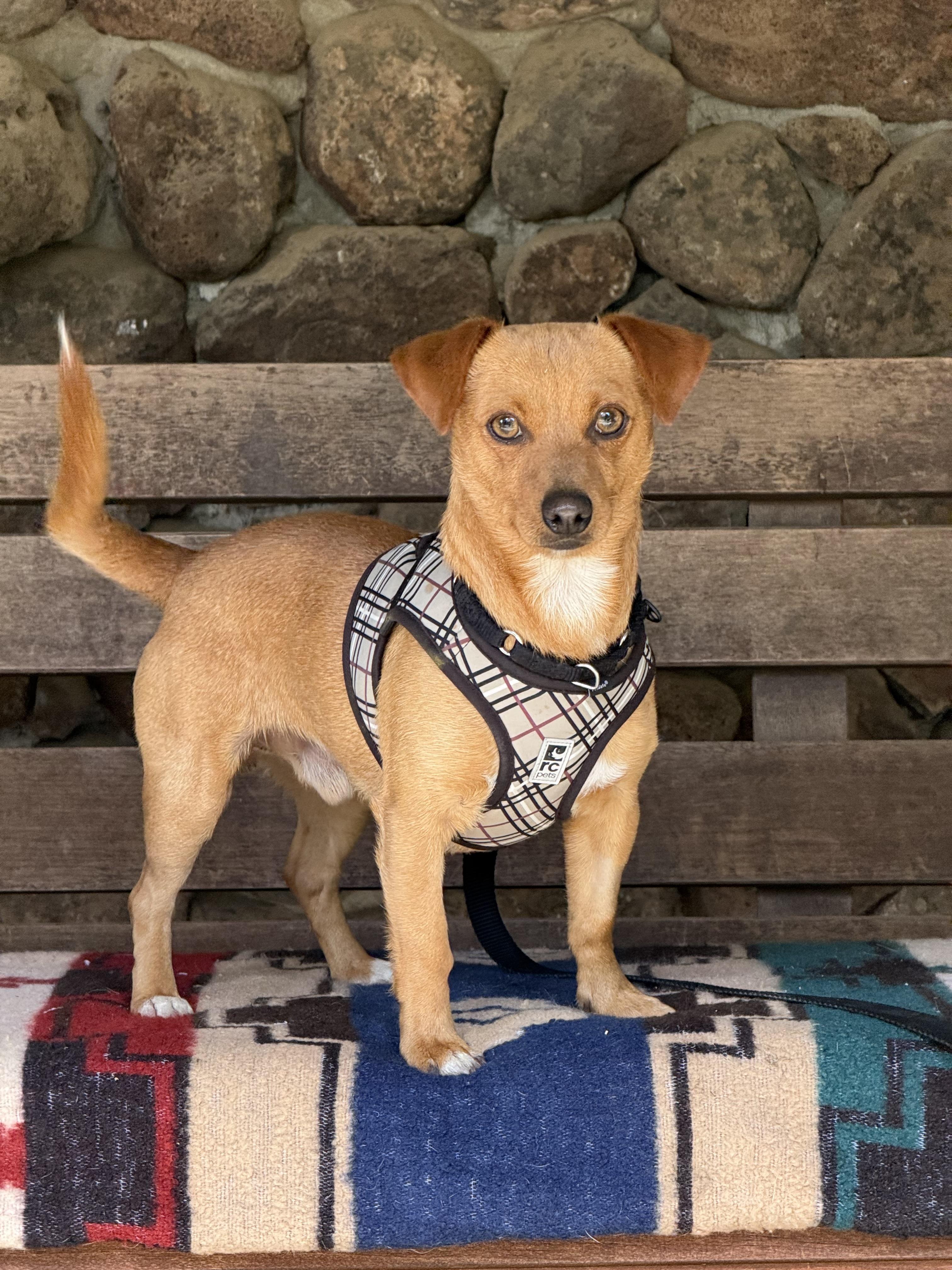 Enlarge Roberto, a ADOPTABLE Dachshund in Petaluma, CA image 1/4