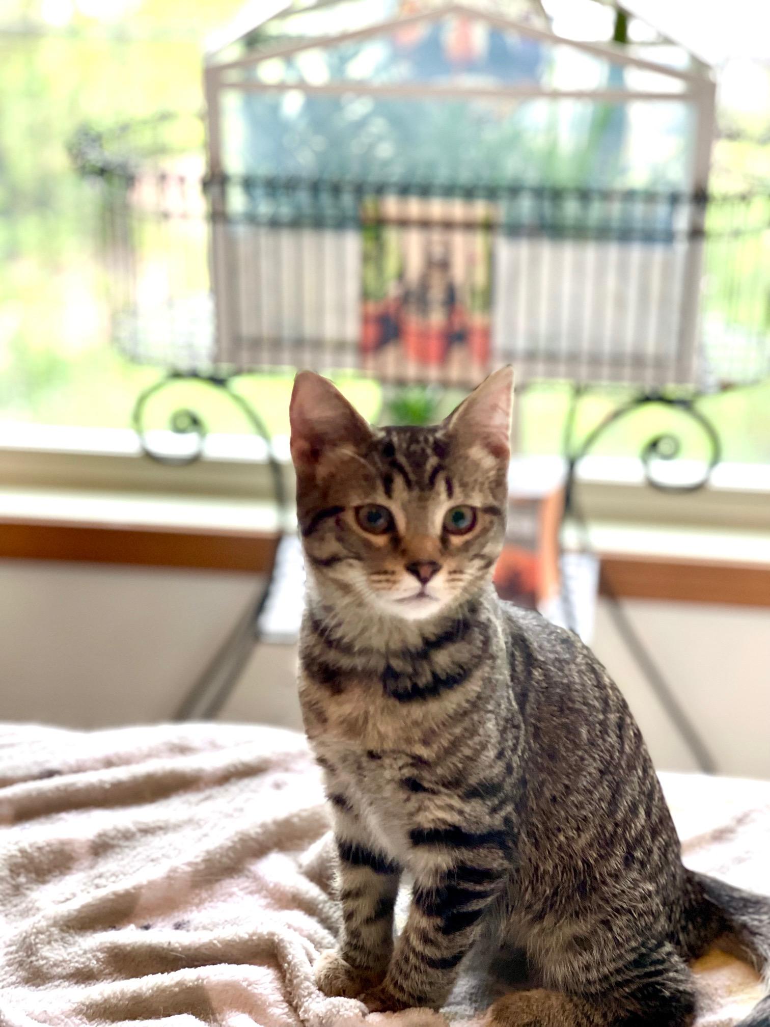 Fox Trot, a Adoptable Tabby in Racine, WI image 2/3