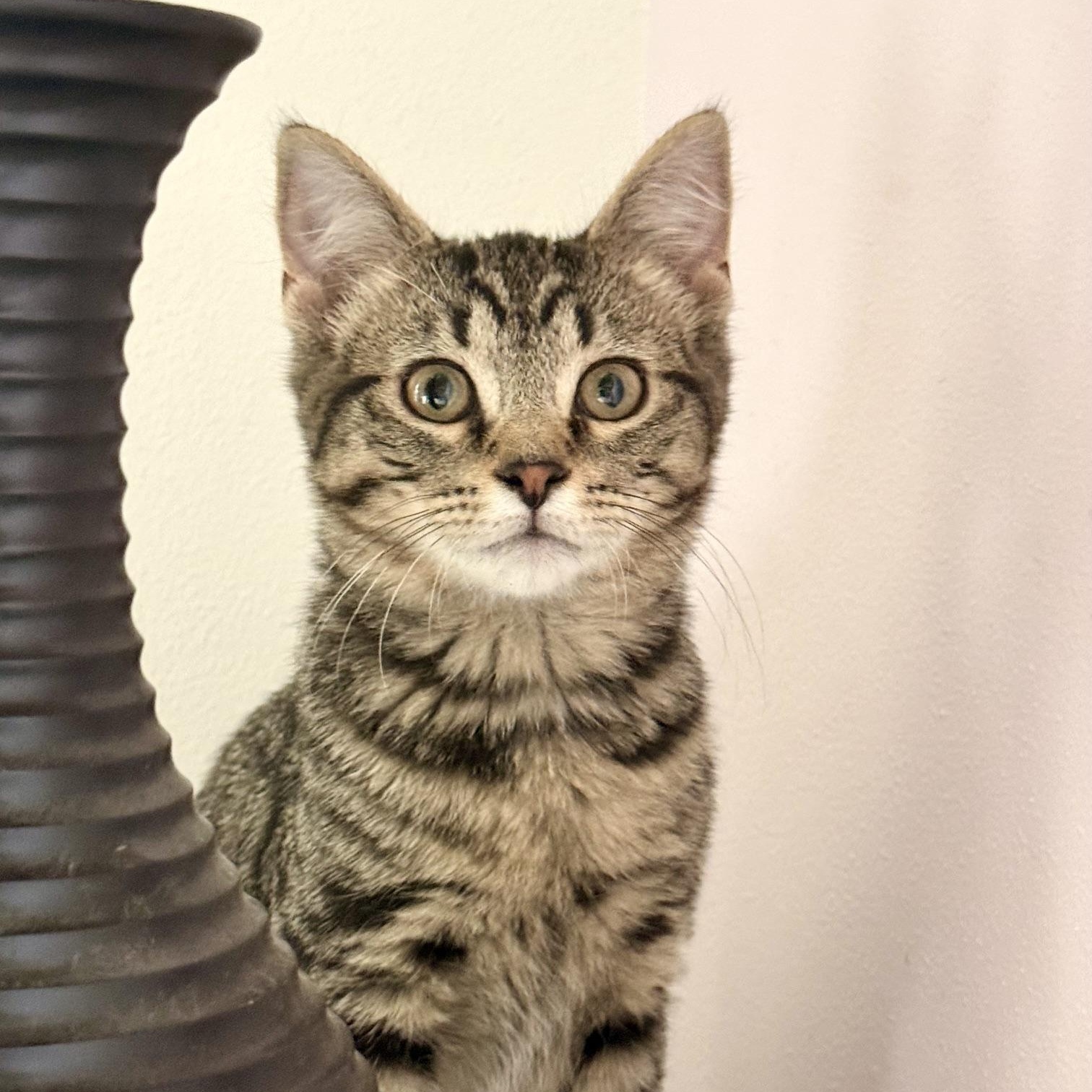 Fox Trot, Adoptable, Kitten Male Tabby.