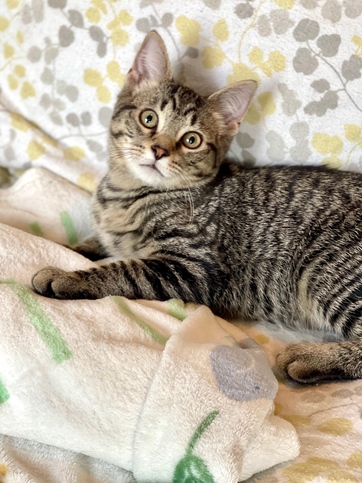 Fox Trot, a Adoptable Tabby in Racine, WI image 3/3