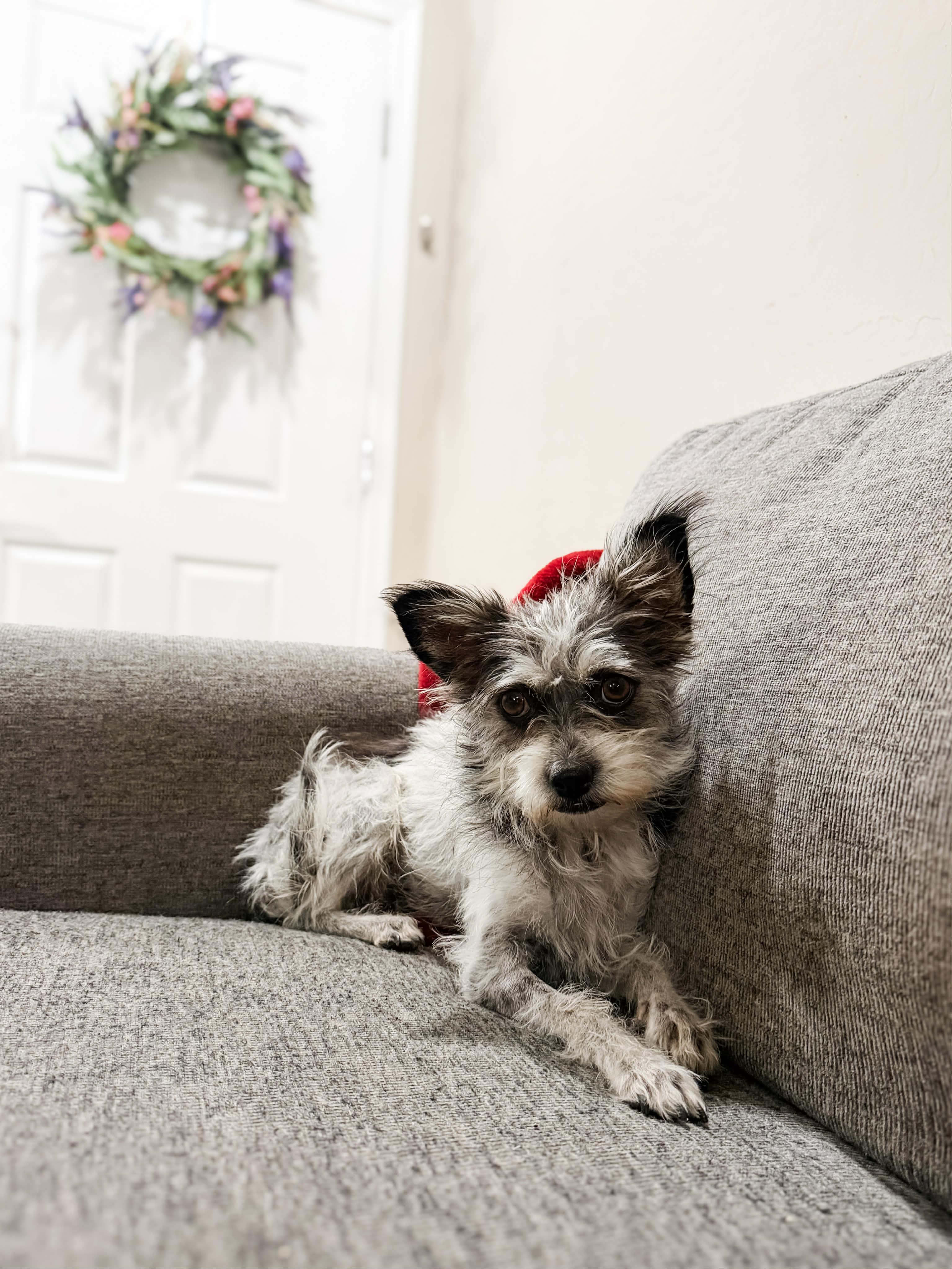 Gretel, Adoptable, Young Female Yorkshire Terrier & Schnauzer.