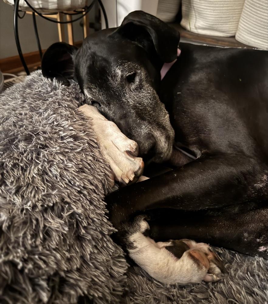 Enlarge Brooklyn (25-076), a Adoptable Great Dane in Eagan, MN image 1/6