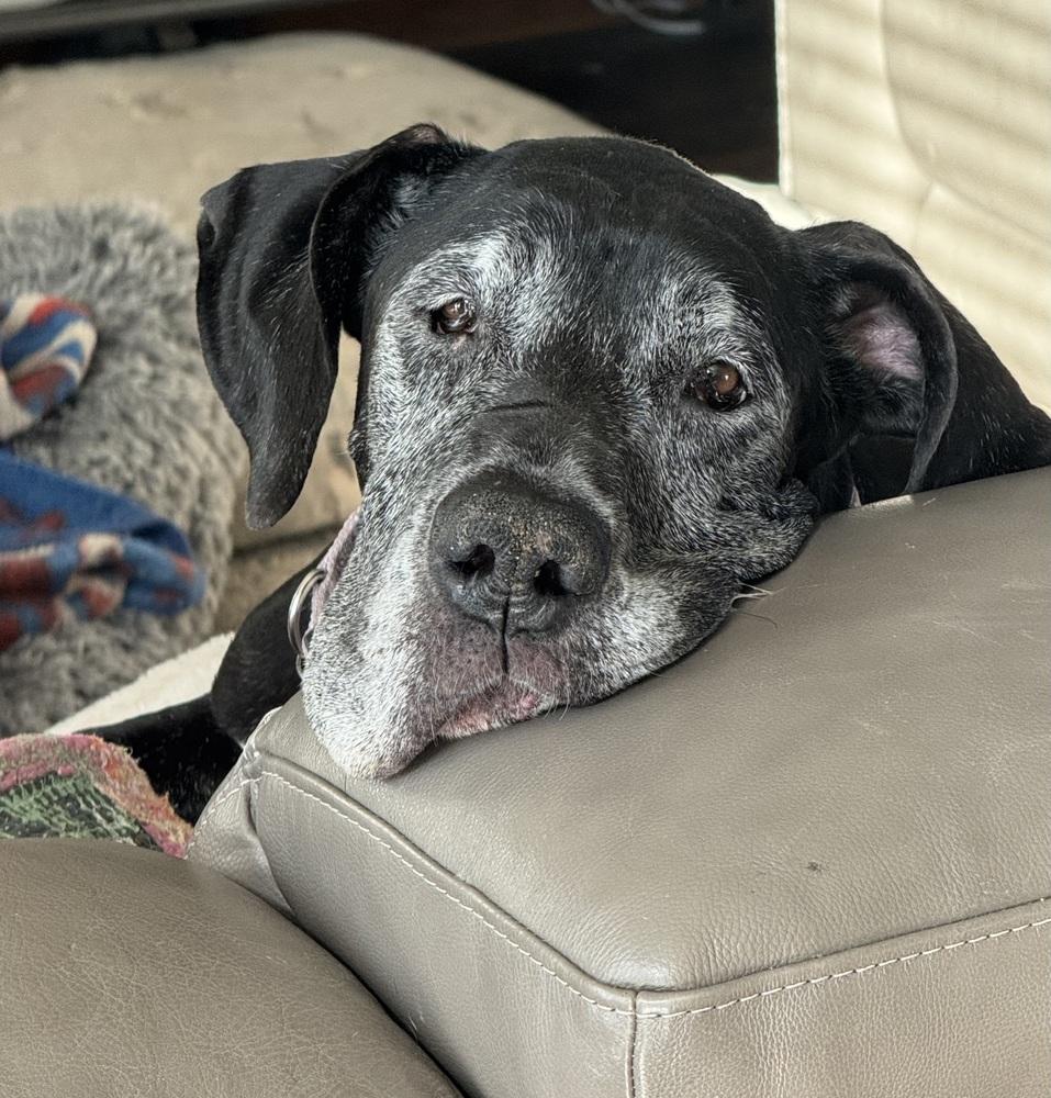Enlarge Brooklyn (25-076), a Adoptable Great Dane in Eagan, MN image 2/6